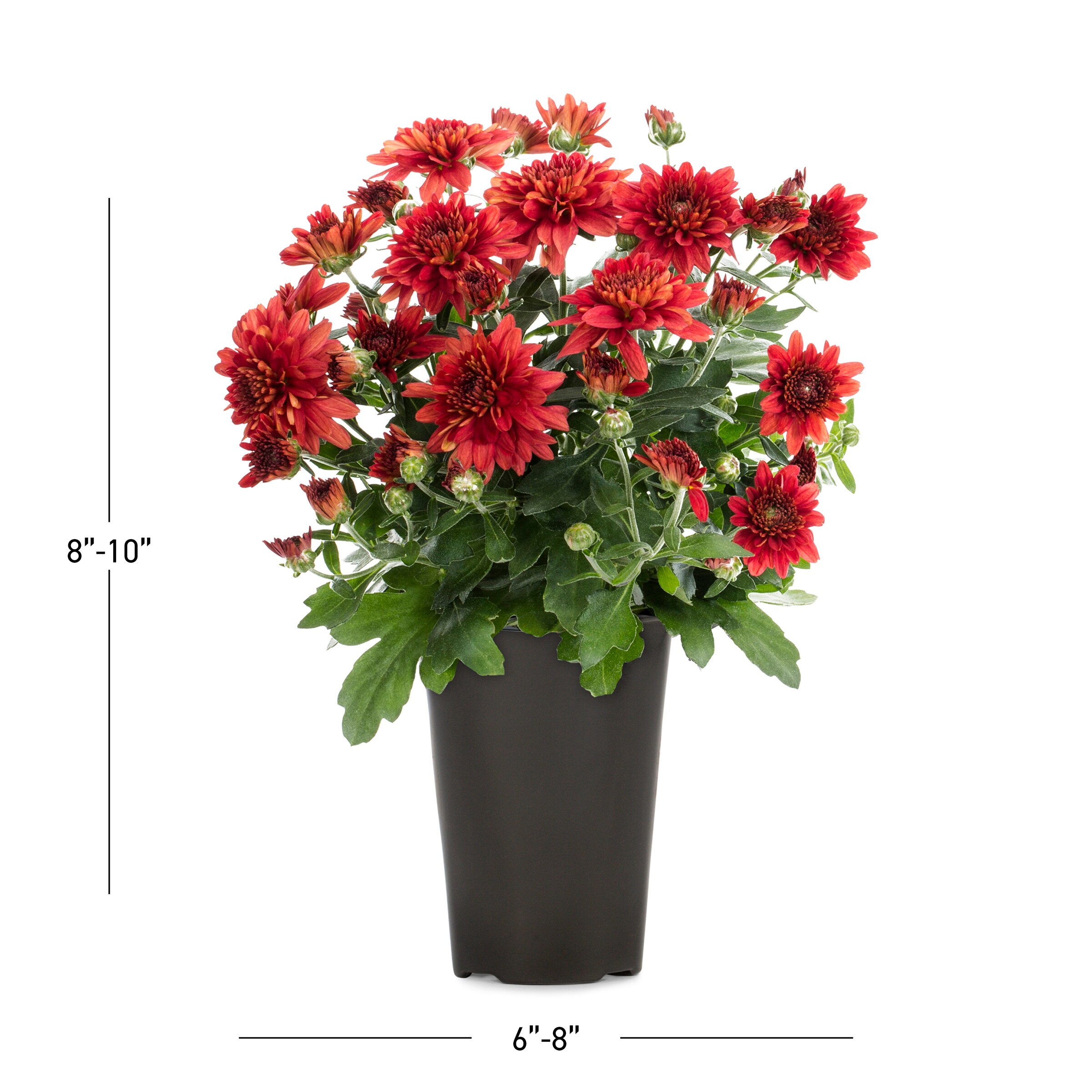 Lowe's 5759814 annuals - View #3