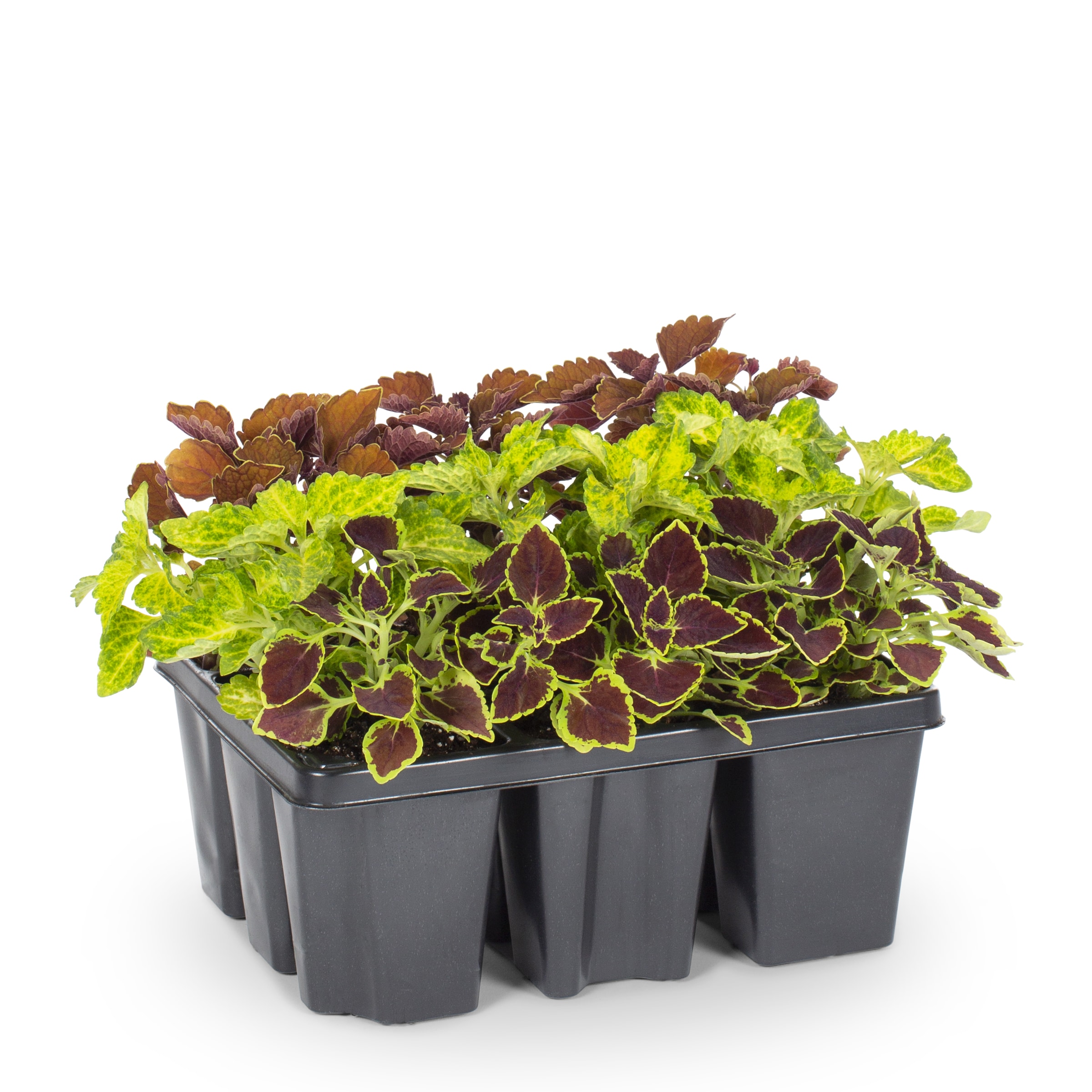 Lowe's NURSERY Lavender Coleus in 9 -Pack Tray 9 -Pack