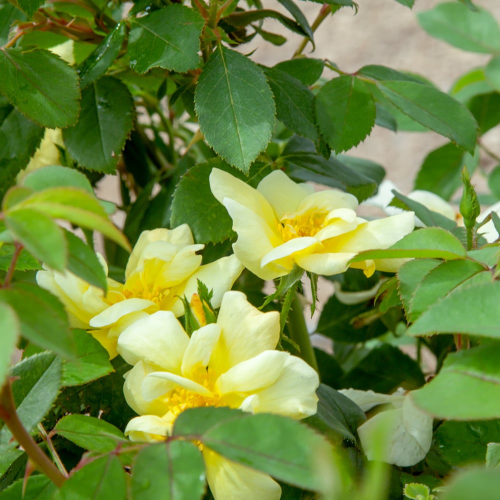 Perfect Plants LOSUNNYKOROSE1G roses - View #6