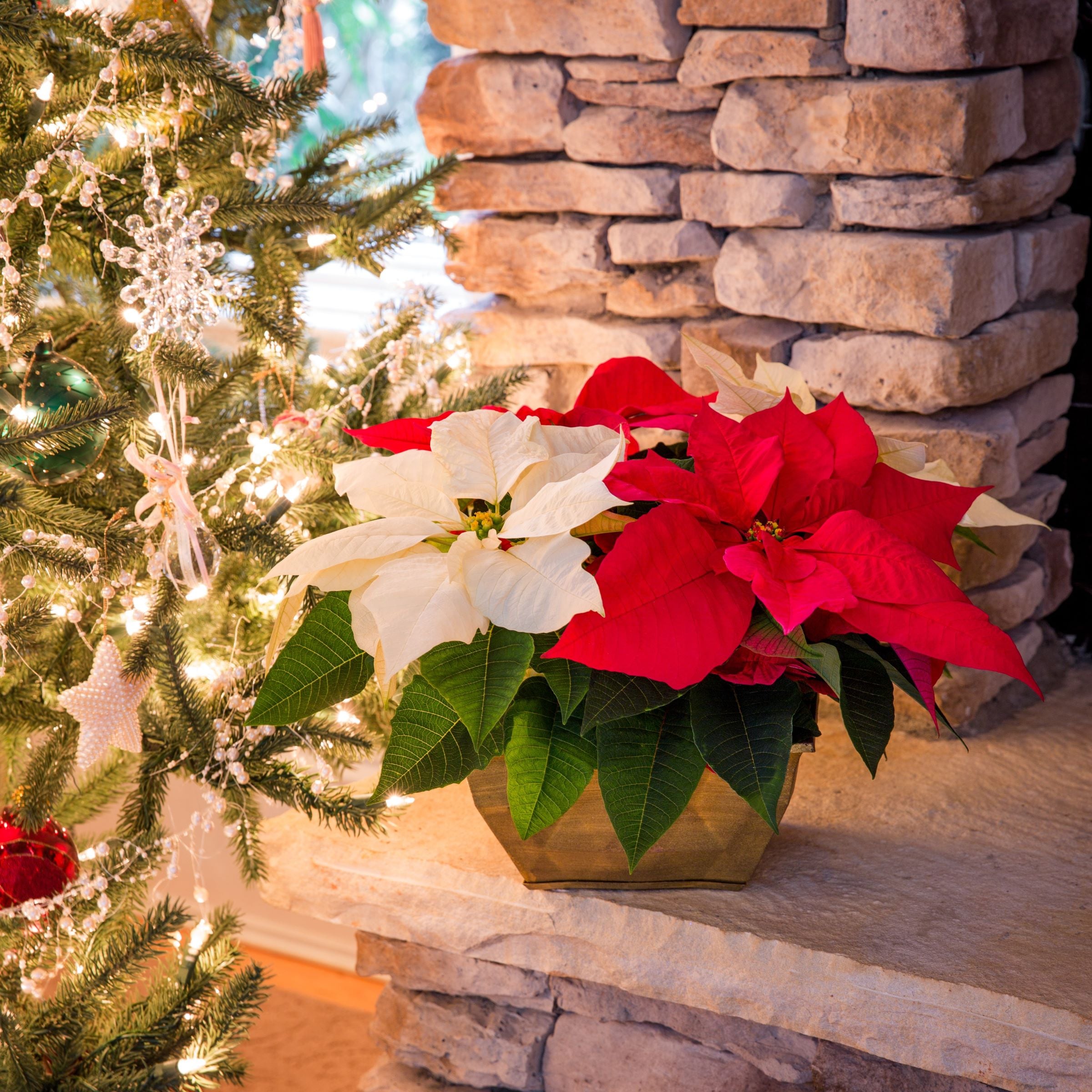  028289233377 Fresh-Cut-Christmas-Decorations - View #4