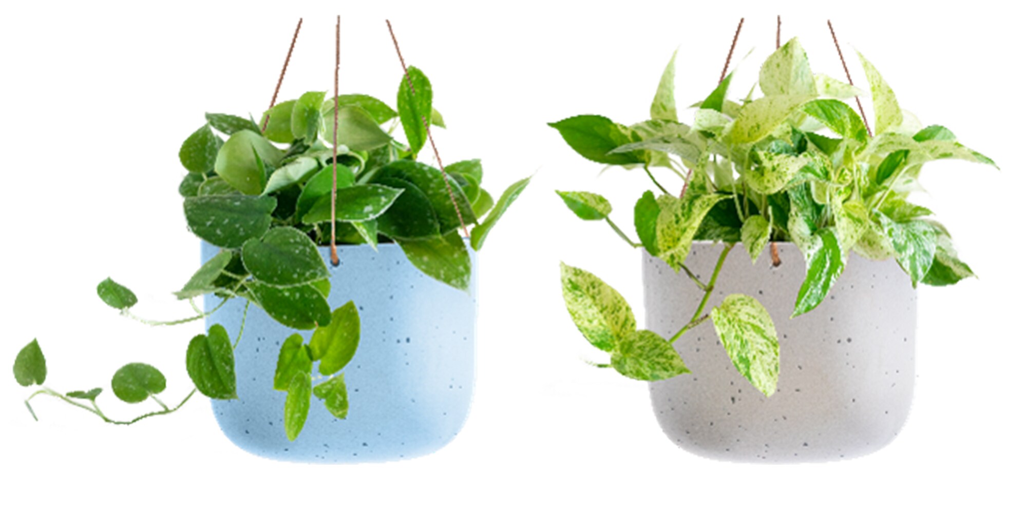 LiveTrends ASB06551 Robin House plant in 36 Ounce(s) Hanging basket 1.0 -Pack