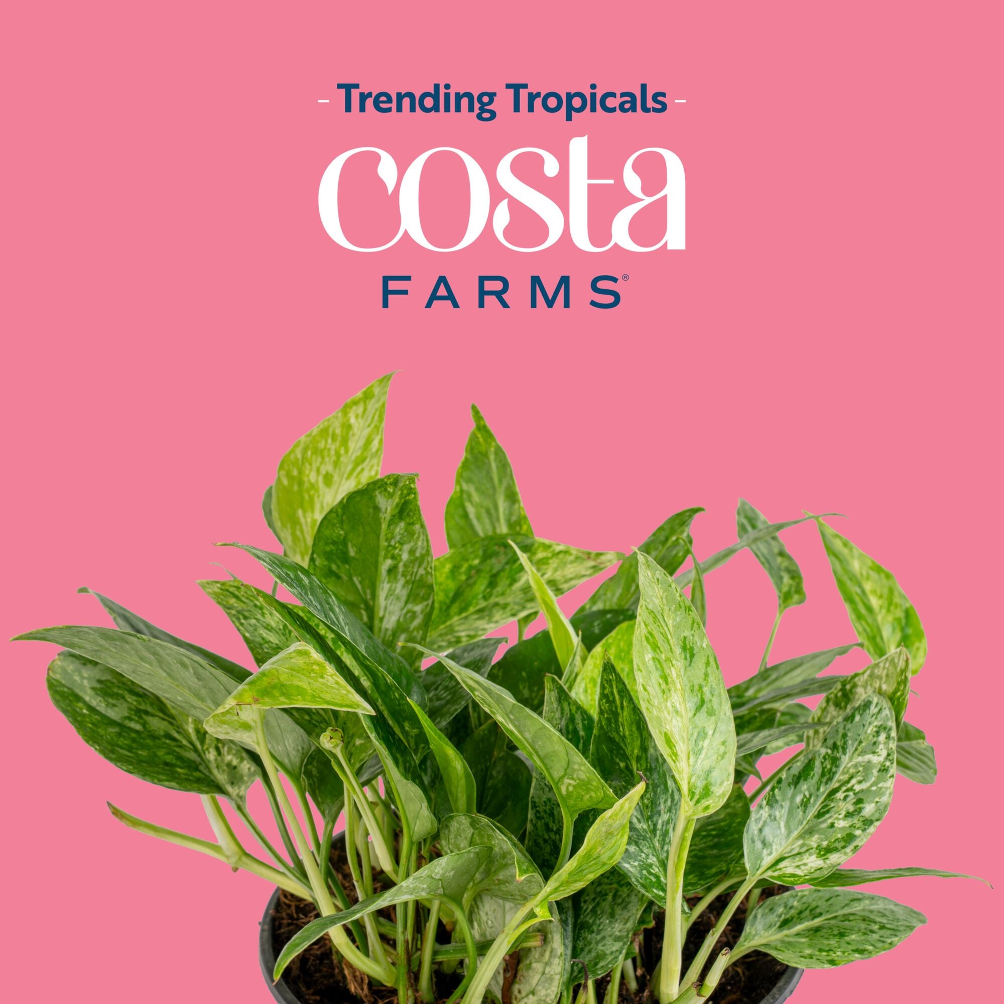Costa Farms Trending Tropicals Epipremnum Krabi House plant in 5