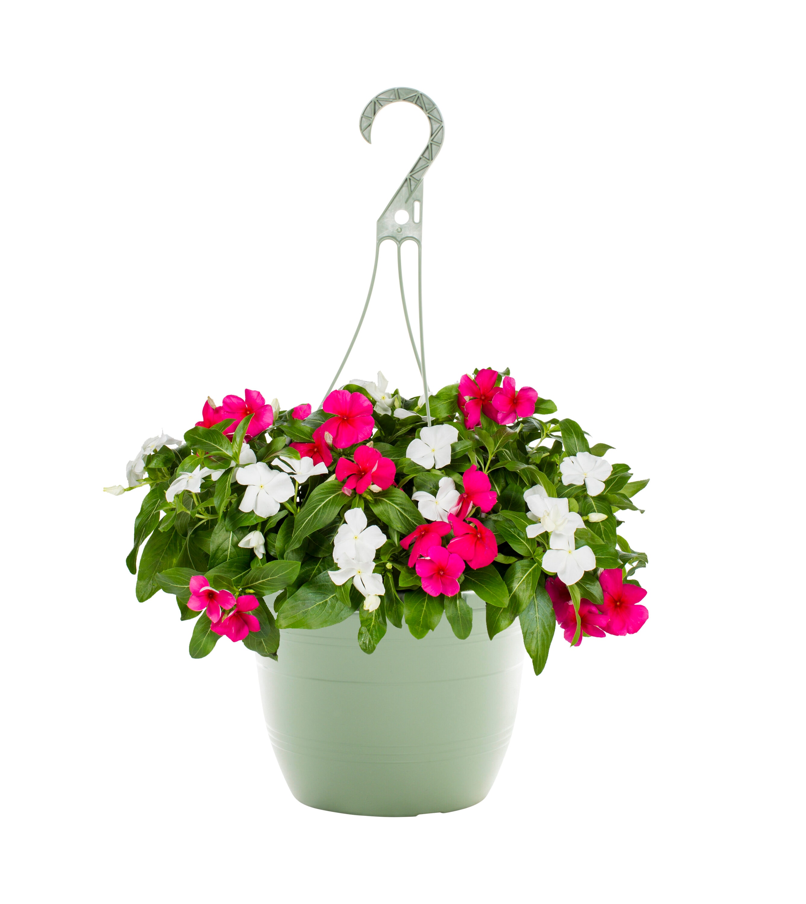 Lowe's Multicolor Vinca in 1.5-Gallon Hanging Basket in the Annuals ...