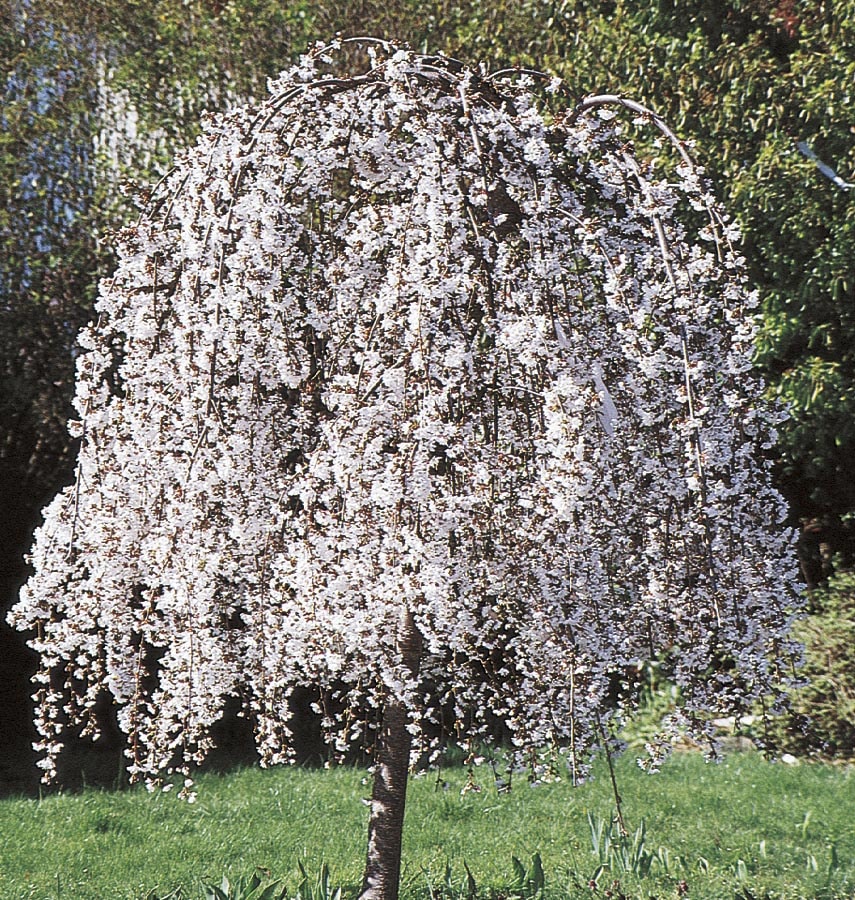 6-Gallon White Feature Tree White Weeping Cherry In Pot (With Soil) in ...