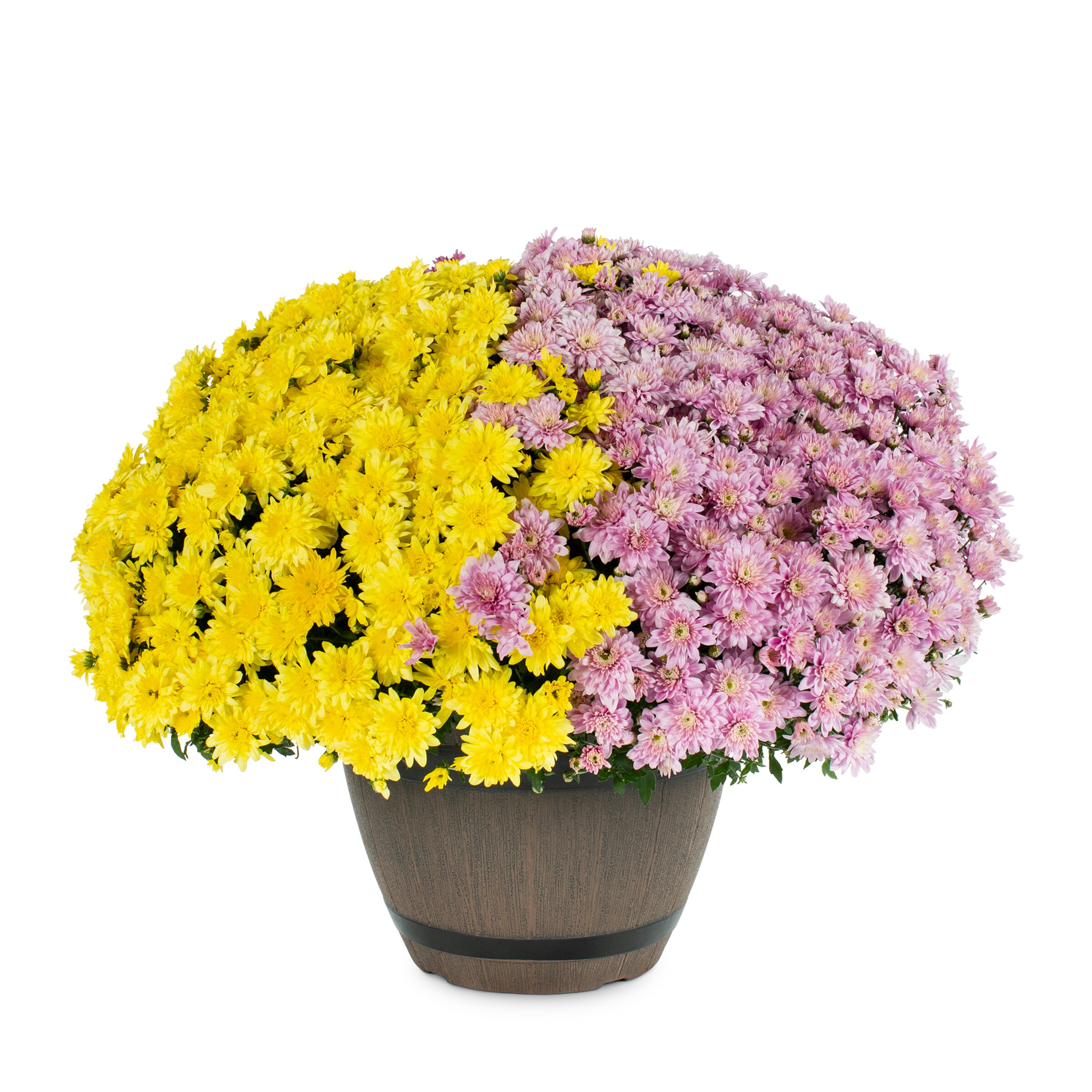 Lowe's NURSERY Multicolor Mum in 2.5 Gallon(s) Planter 1 -Pack