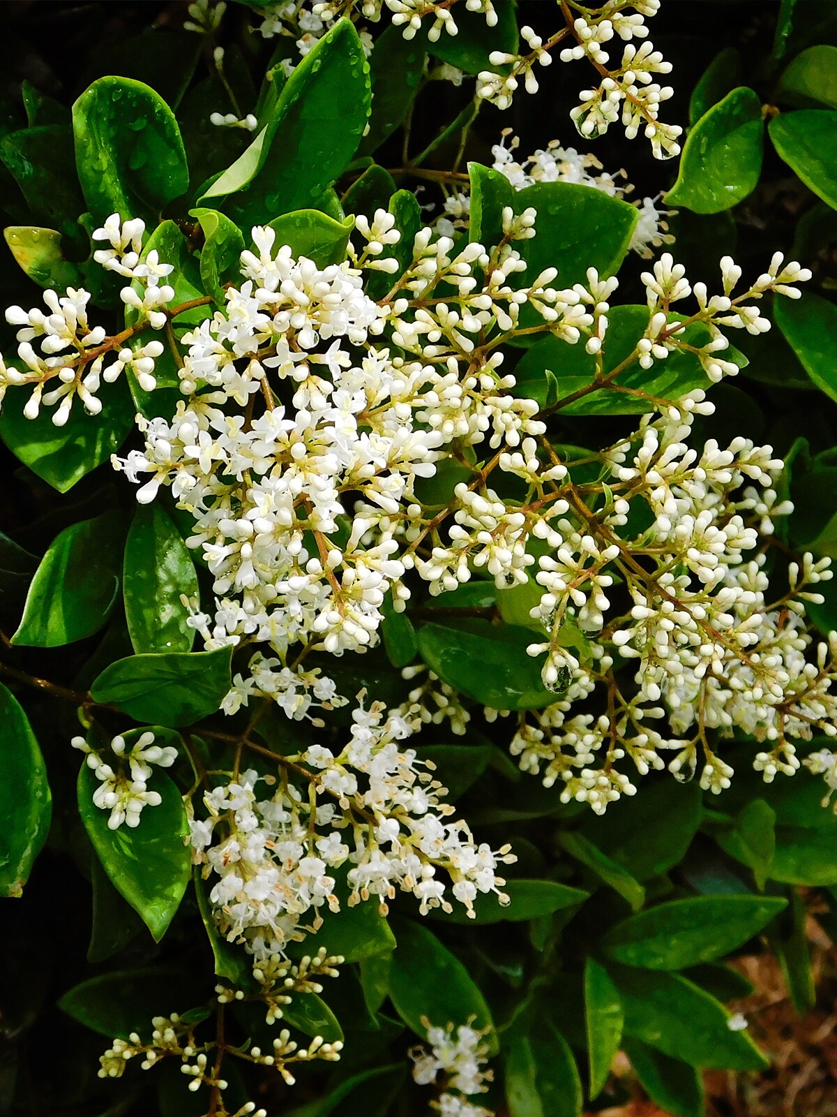 Southern Planters White Waxleaf Ligustrum Foundation/Hedge Shrub in 6. ...