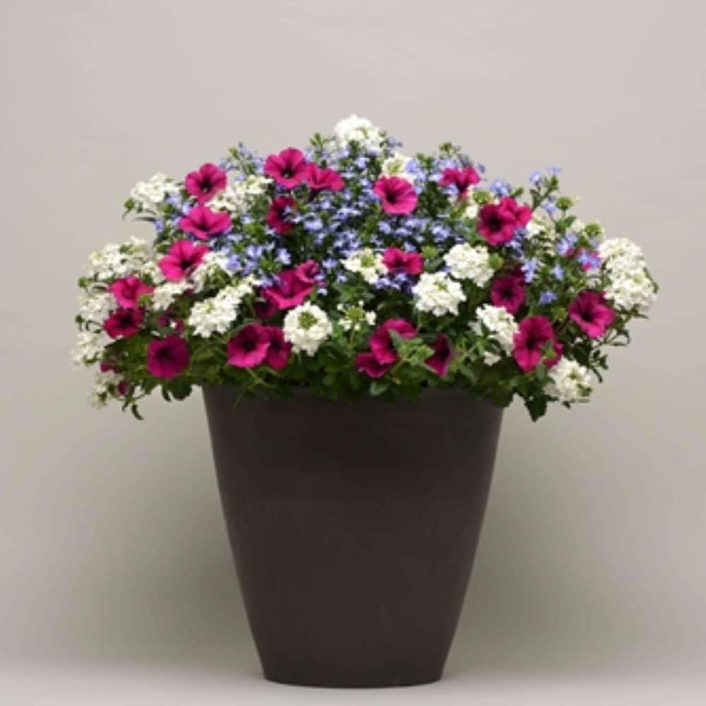 Lowe's NURSERY Multicolor Garden mums in 1.5 Gallon(s) Planter 1 -Pack