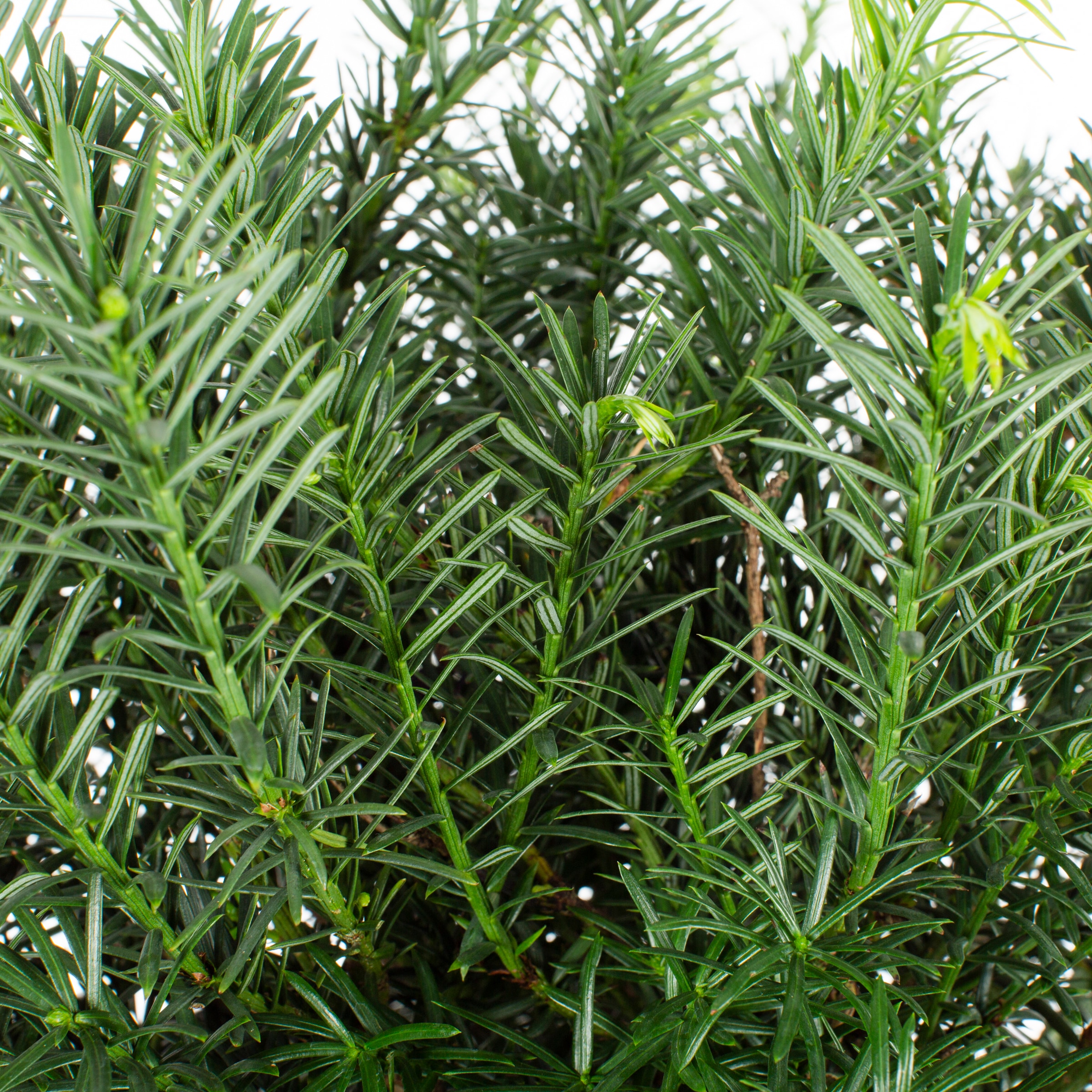 Southern Living Plant Collection 08072-1 shrubs - View #2