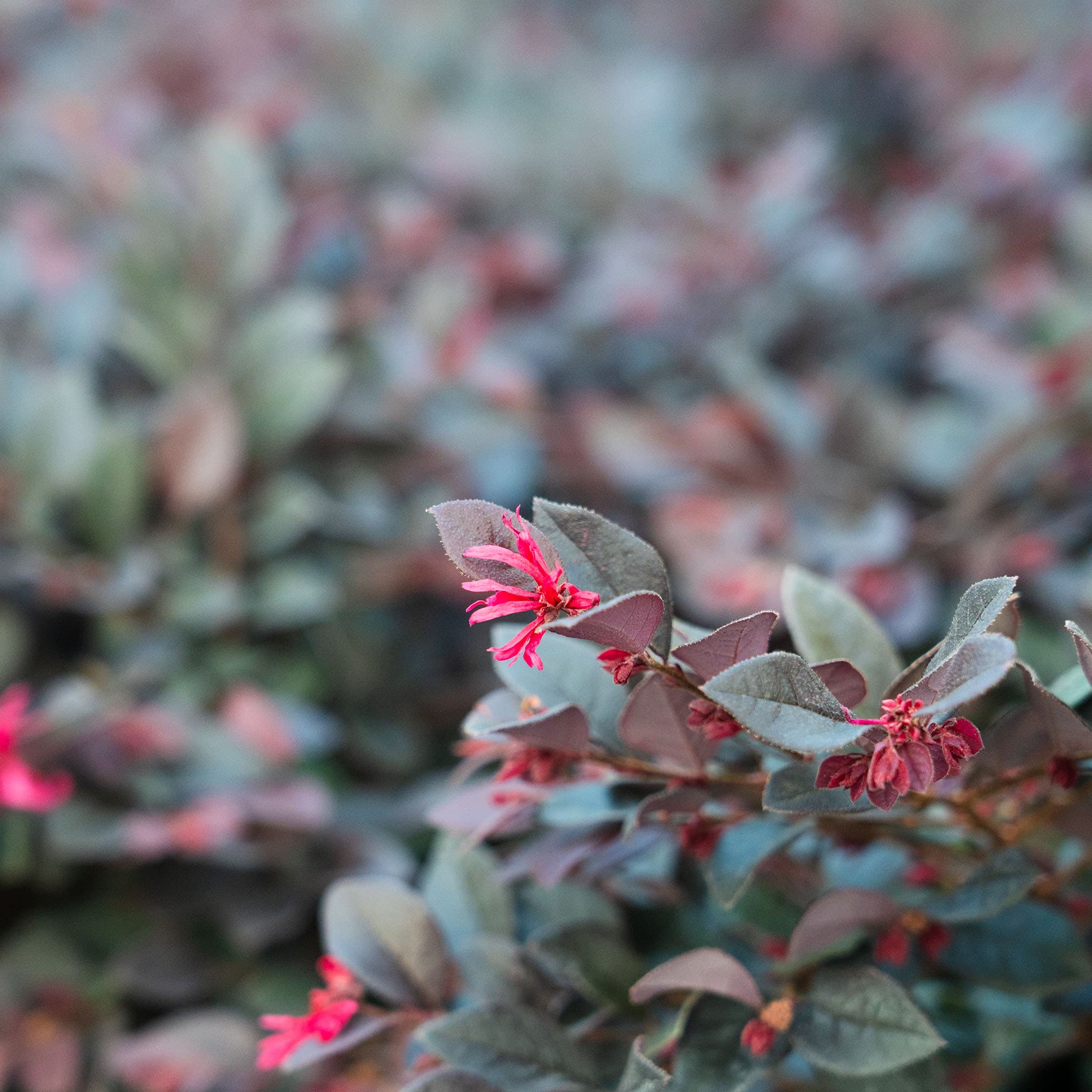 Perfect Plants LOCERISECHARM3G shrubs - View #3