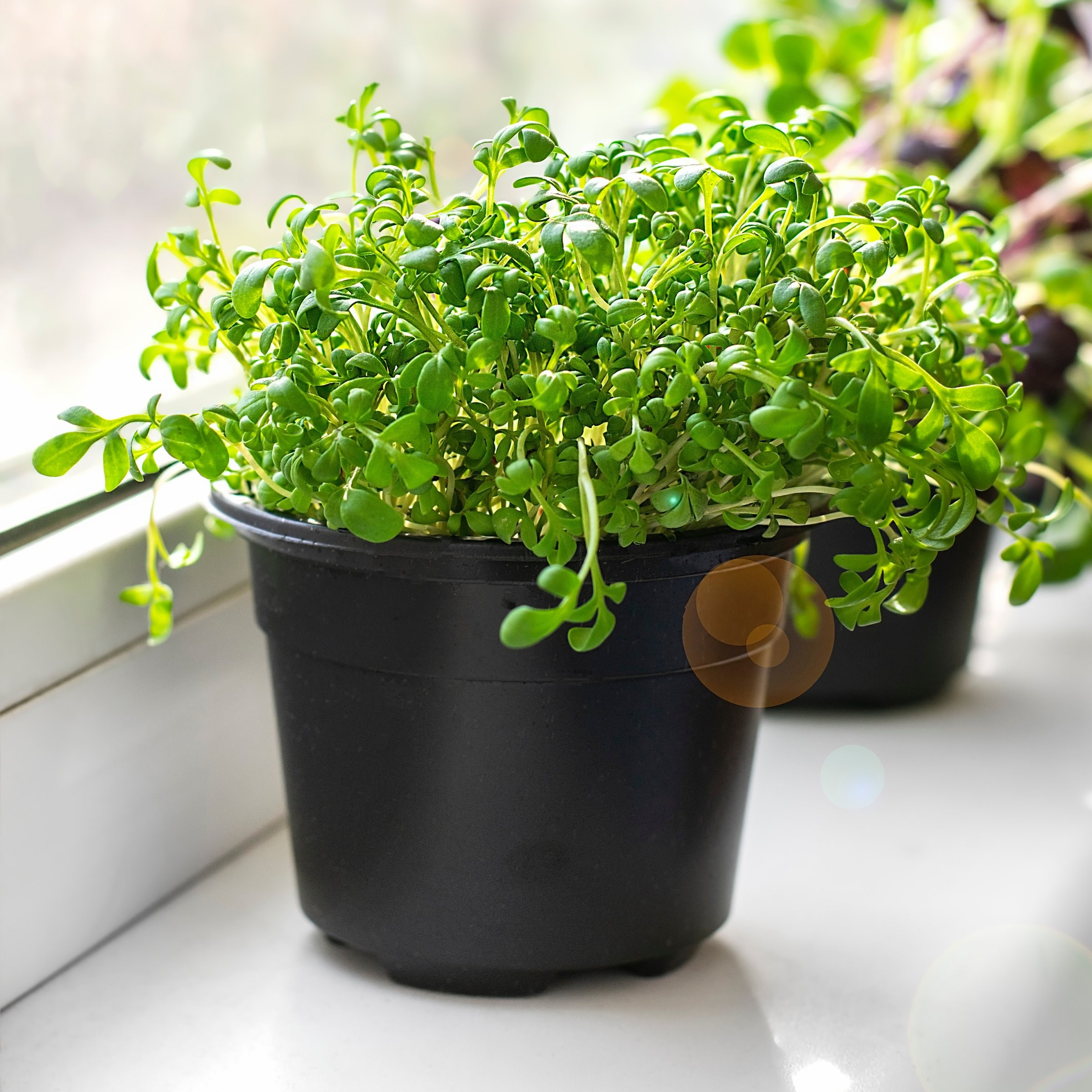 National Plant Network Watercress Plant in Pot #LW2256
