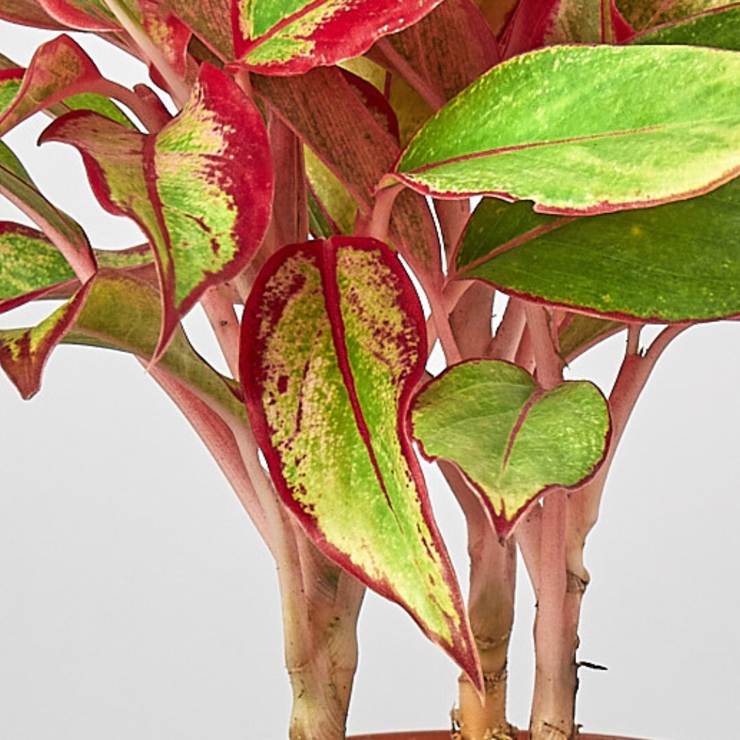 House Plant Shop 6-CH.EVERGREEN-REDS hseplants - View #4