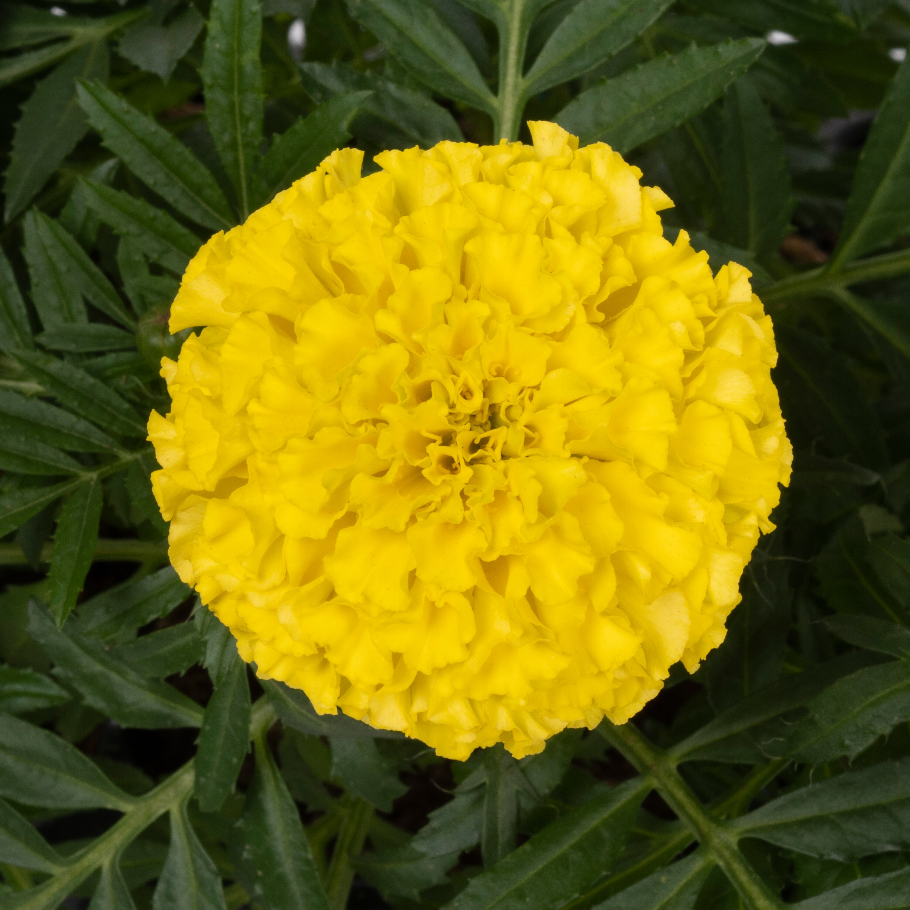 Lowe's 212679 annuals - View #12