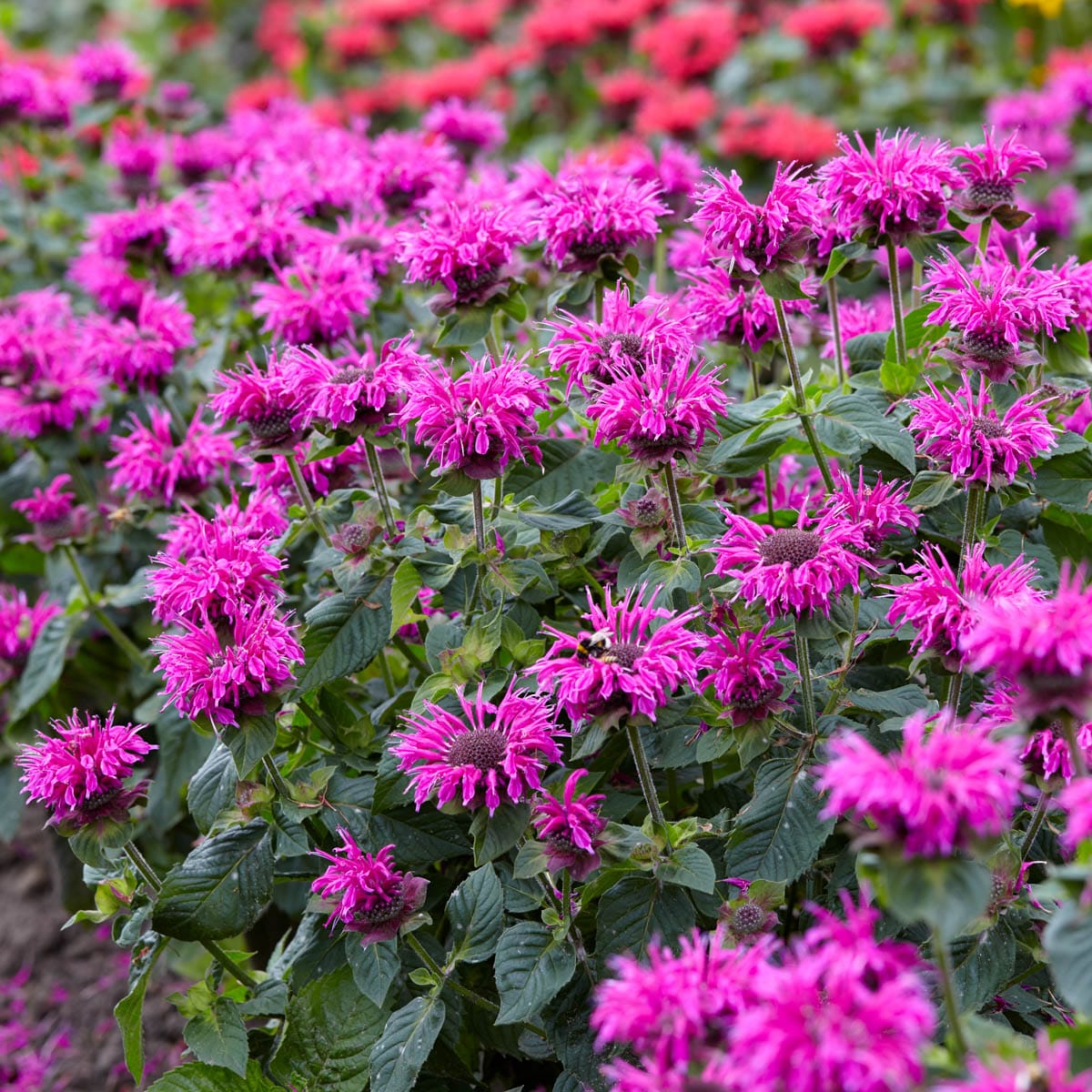 Spring Hill Nurseries 63028 perennials - View #5