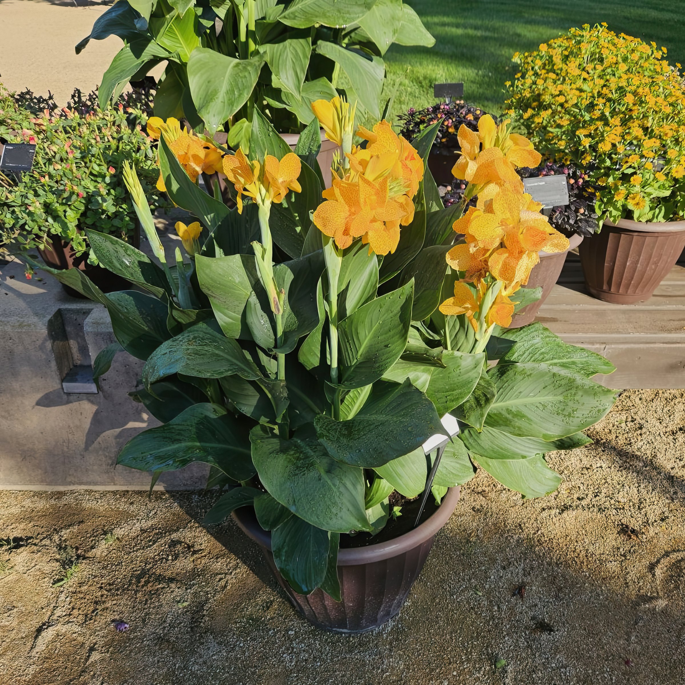 National Plant Network LW1971 perennials - View #4