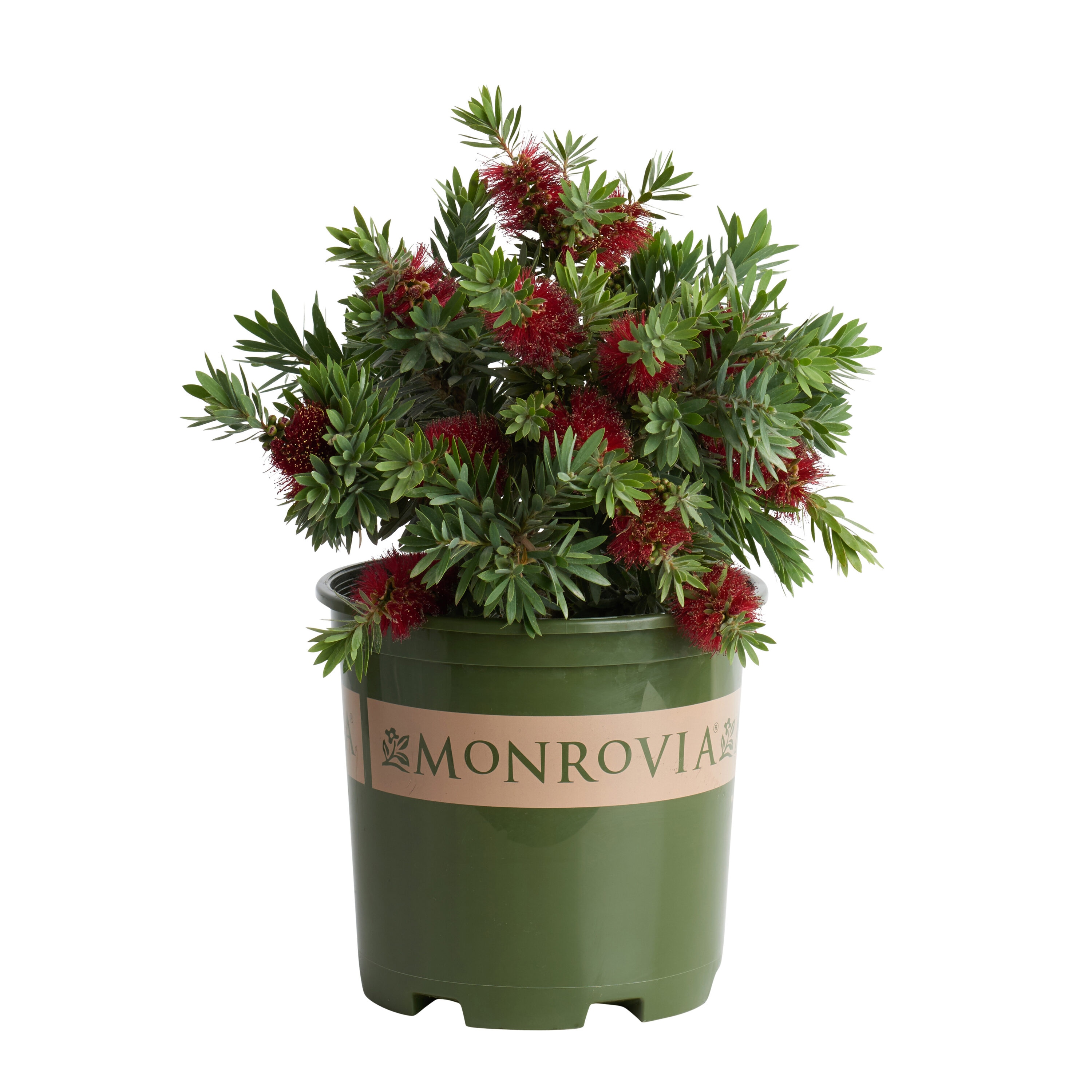 Monrovia Red Little John Dwarf Bottlebrush Flowering Shrub in 1.73 ...