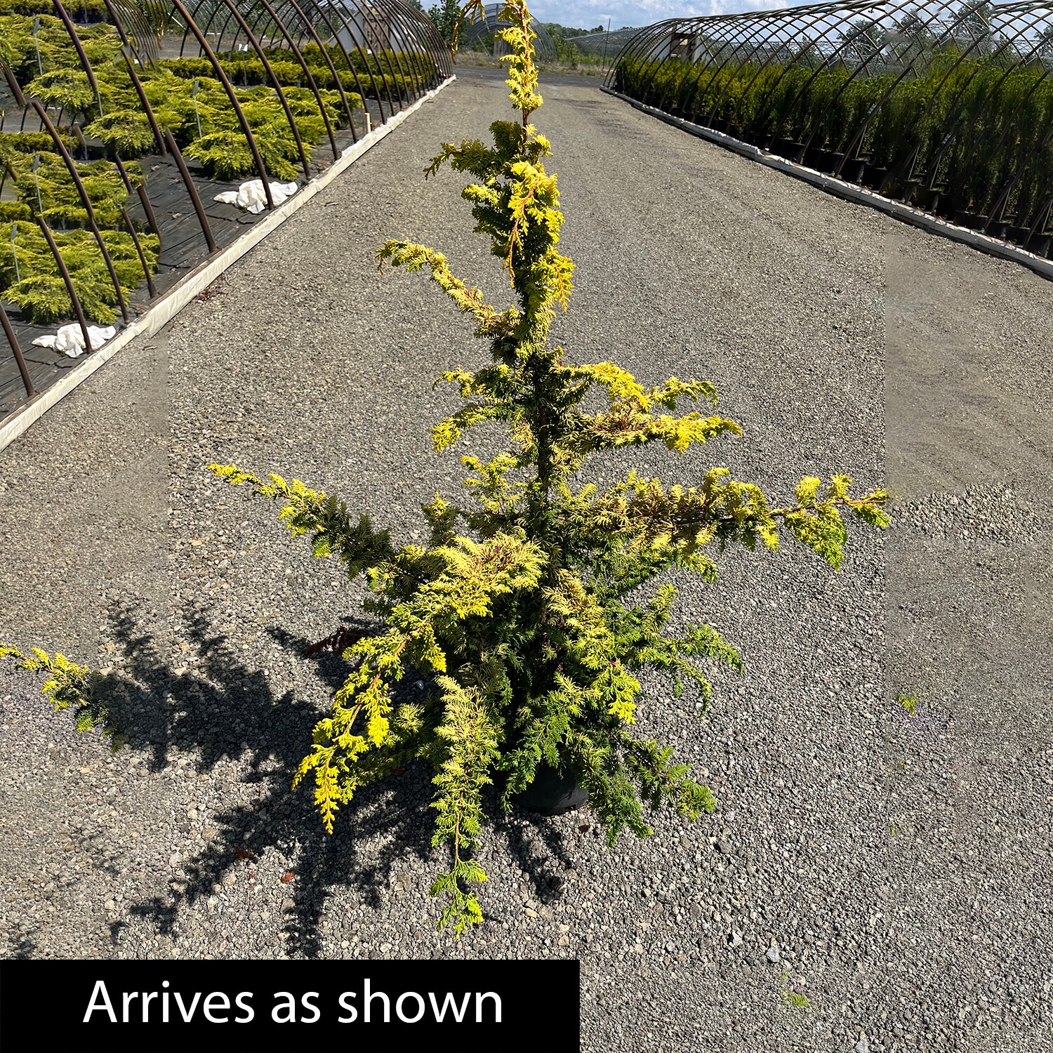 Spring Hill Nurseries 96258 shrubs - View #4