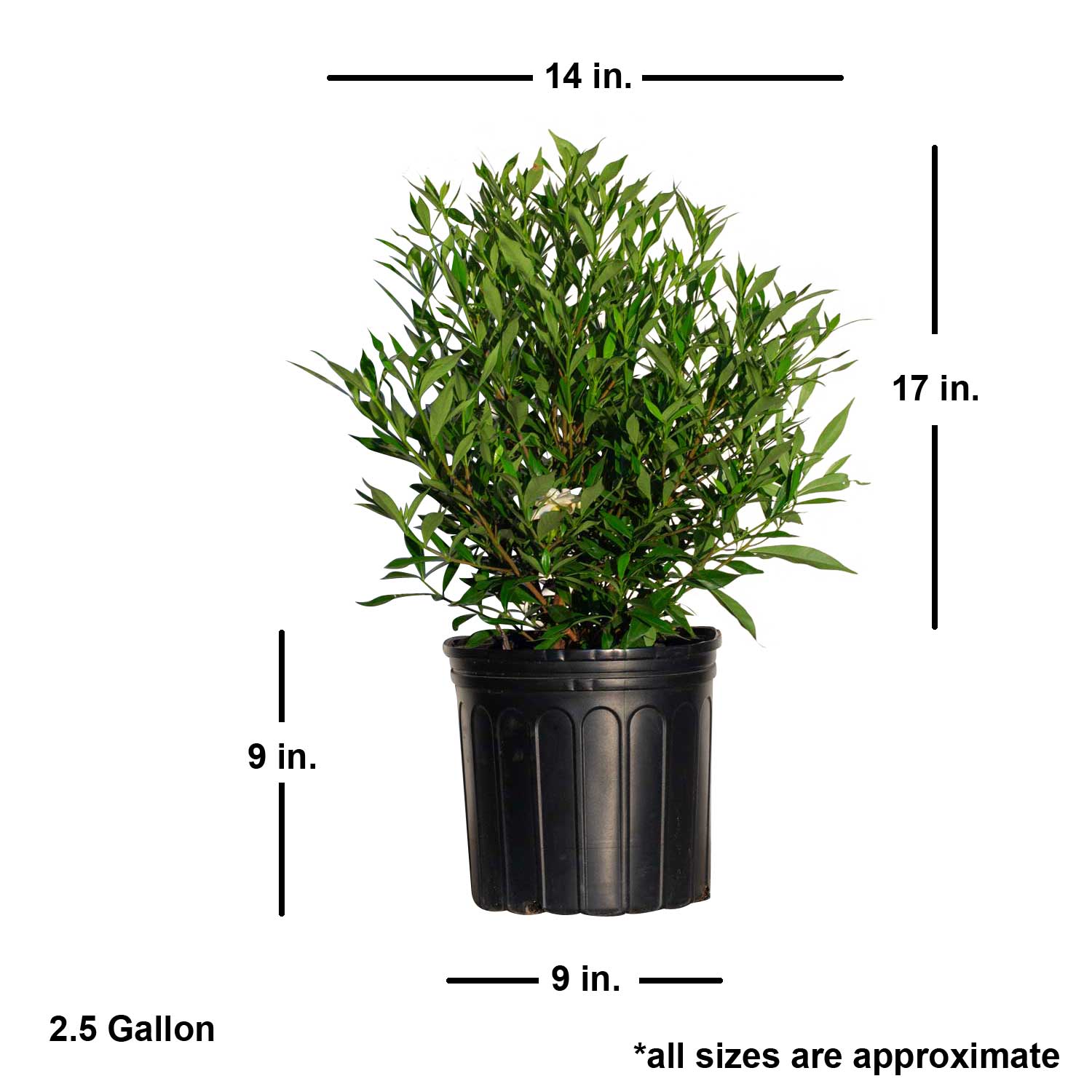 Flowerwood 20993FL-1 shrubs - View #3