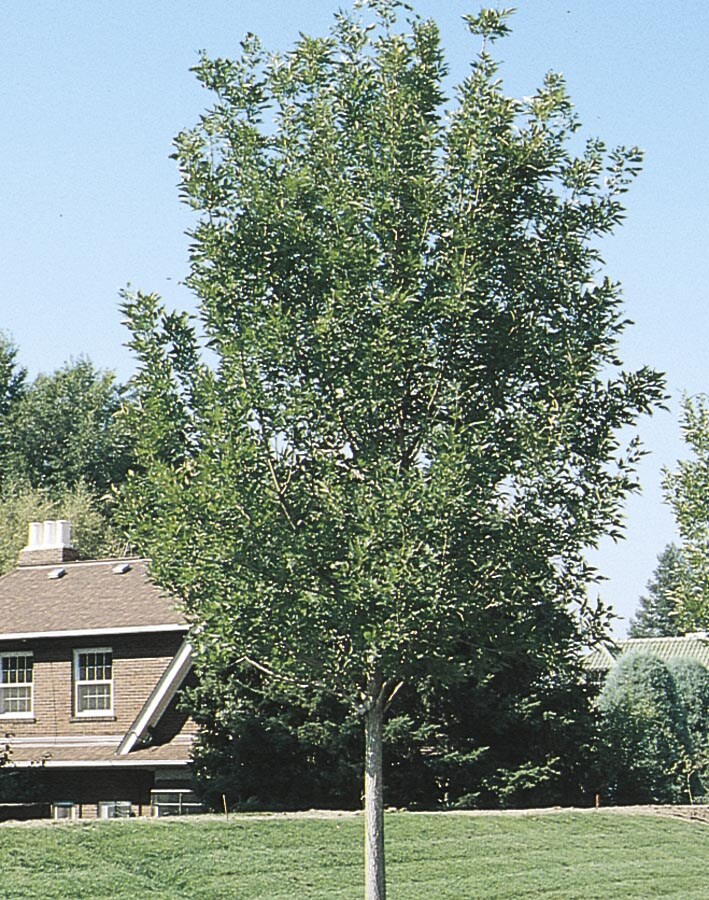  NURSERY 12.07-Gallon Shade Tree Summit Ash In Pot (With Soil)