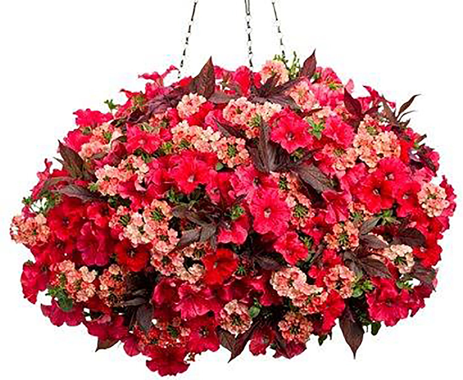 Lowe's Multicolor Combo in 2-Gallon (s) Hanging Basket in the Annuals ...