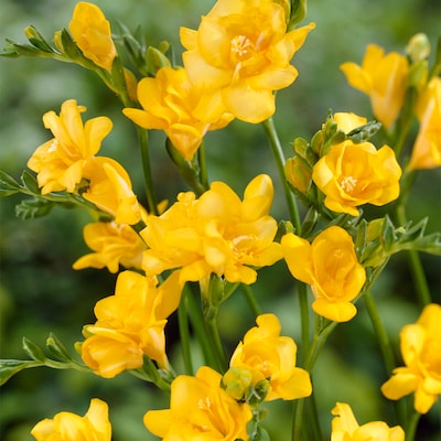 Freesias Double Yellow Plant Bulbs Near Me at Lowes.com
