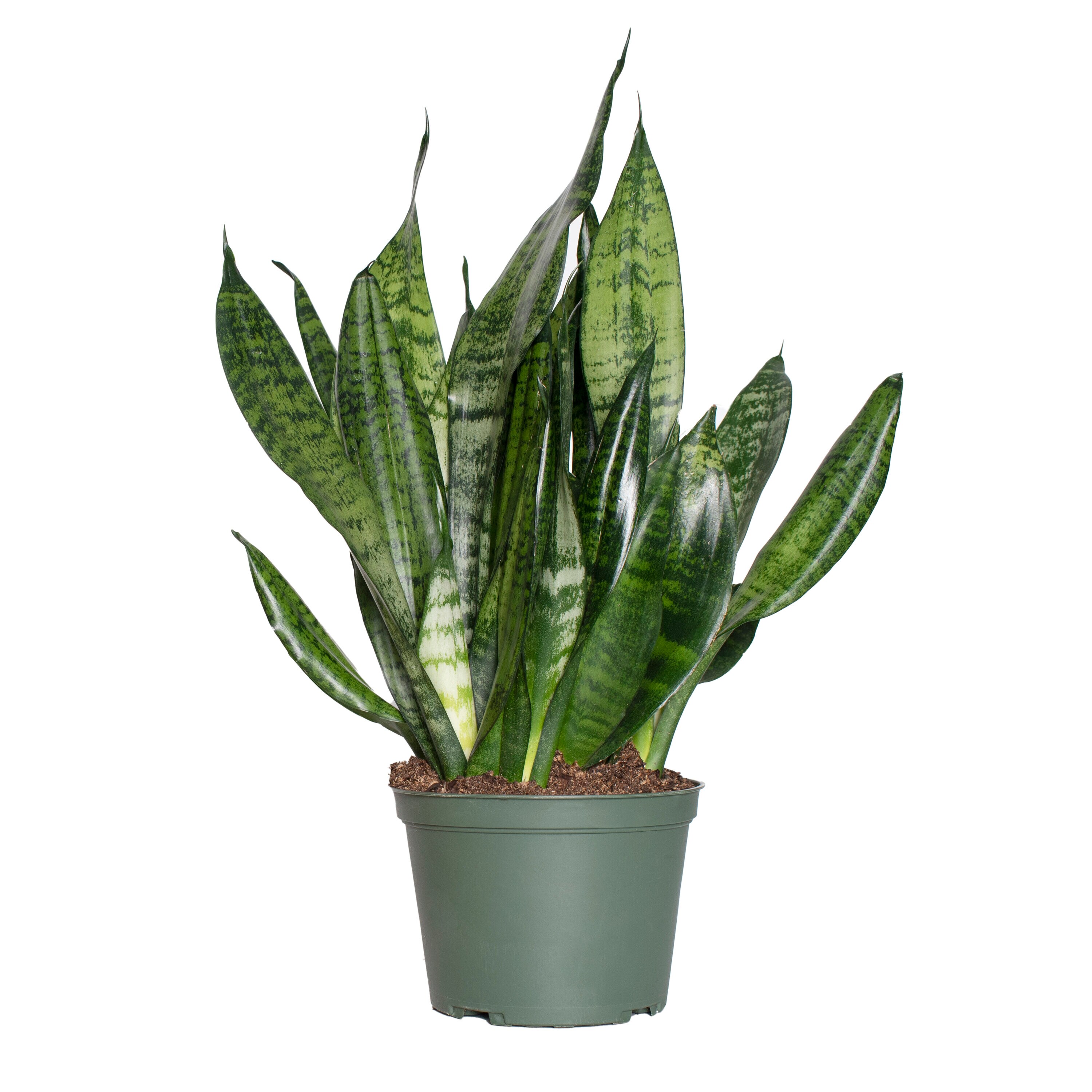 National Plant Network LW4695 hseplants - View #10