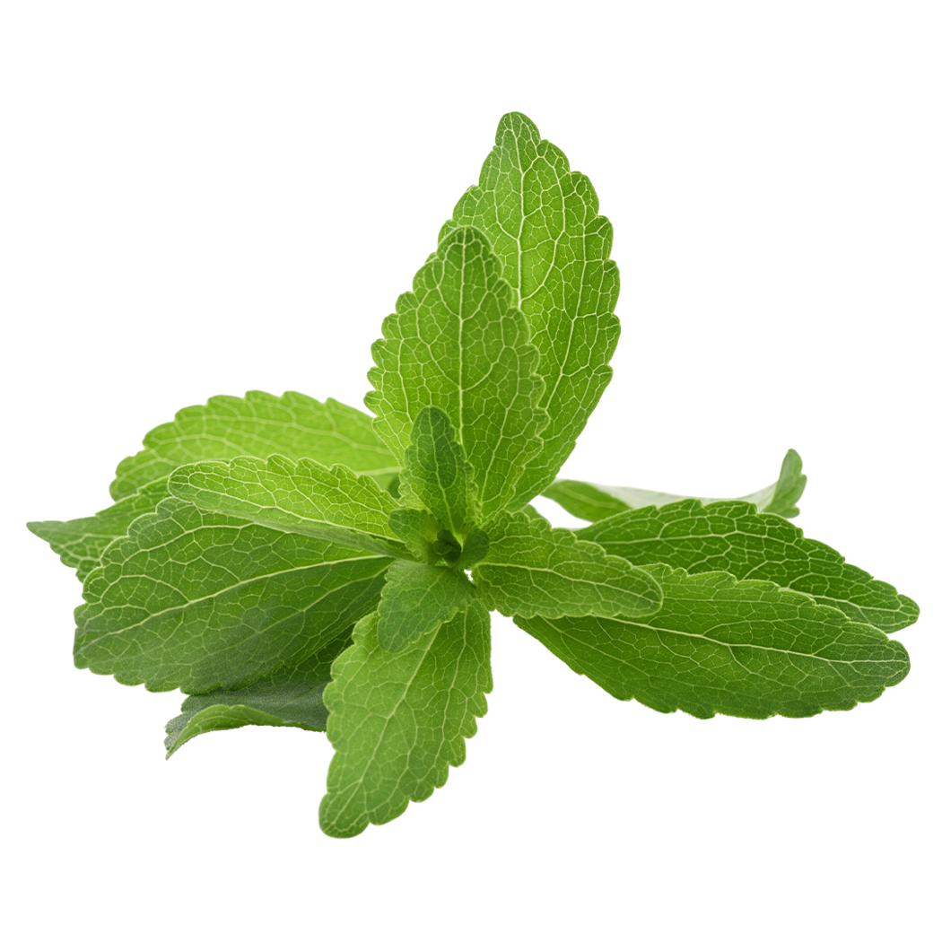 Lettuce Grow SO-SV-12-3463 Stevia Bareroot Plant 12-Pack