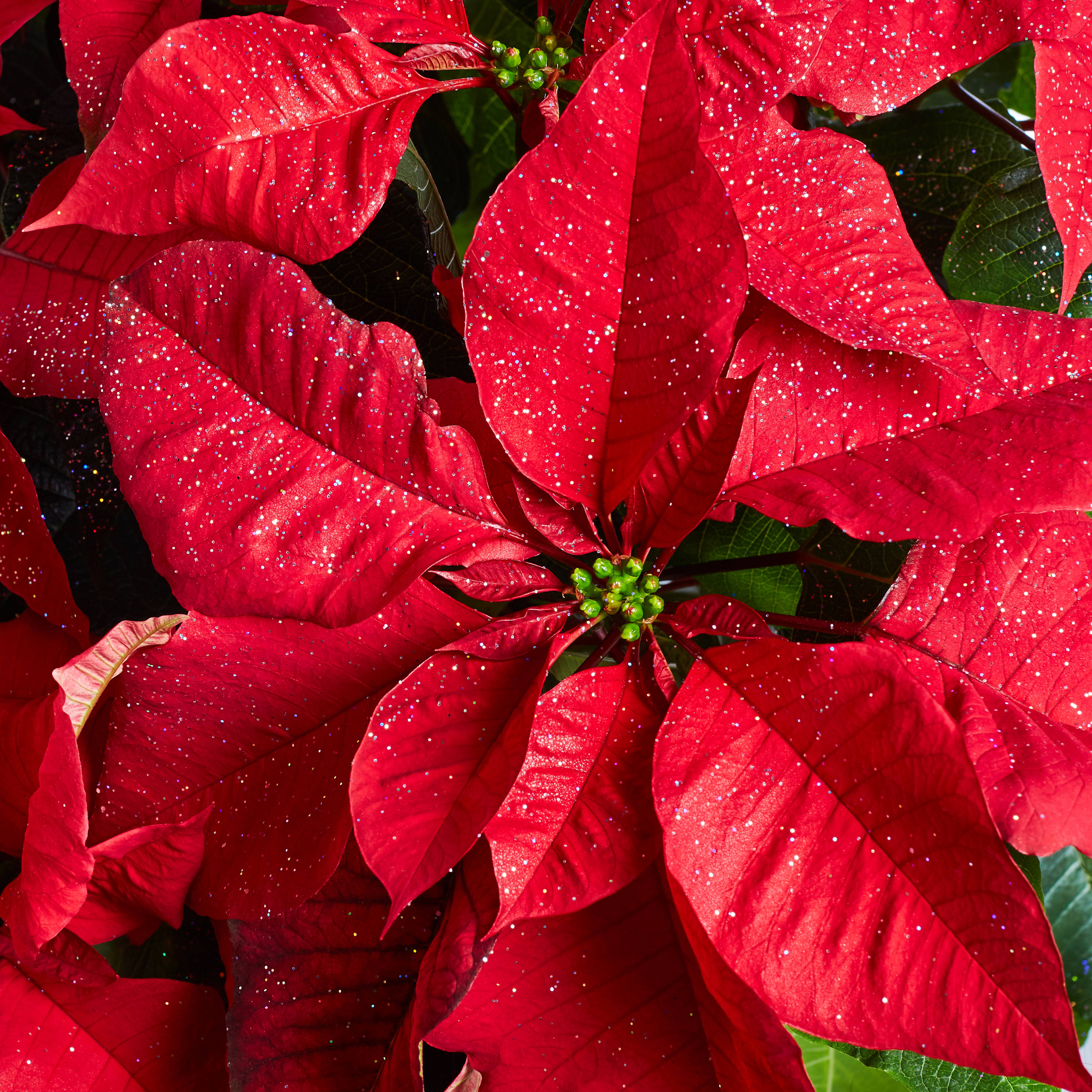 Holiday Living NURSERY Fresh-Cut-Christmas-Decorations - View #2