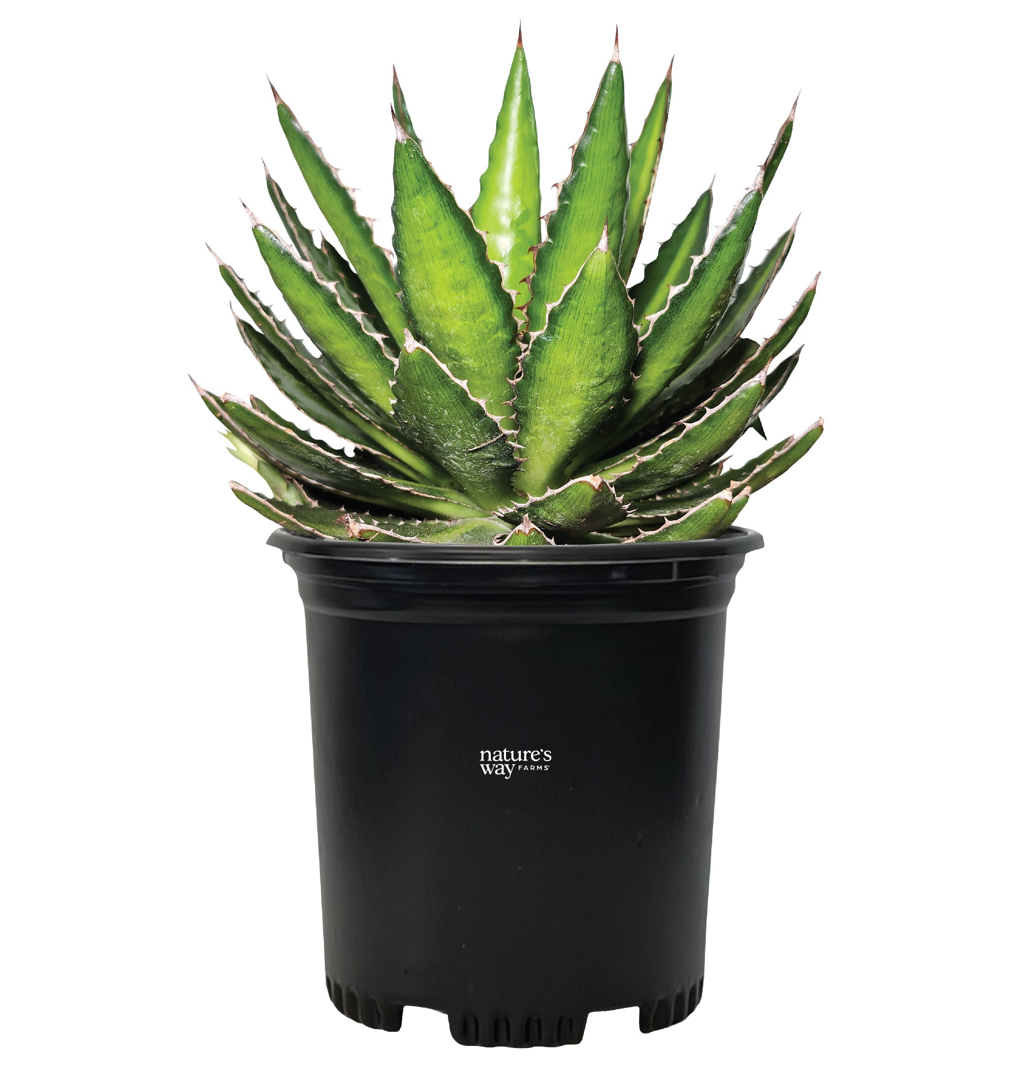  10113 Four-Colored Agave Plant in 6 -in Pot 1 -Pack