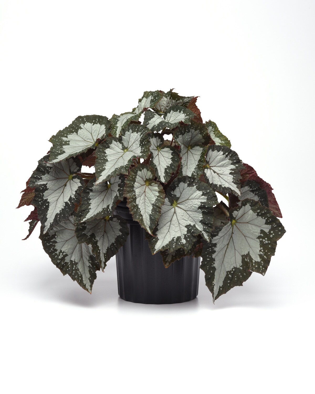 National Plant Network Begonia House Plant in 8-in Pot in the House Plants  department at 