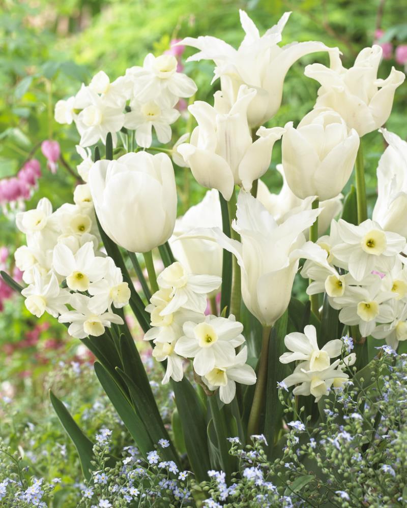 Mixture White Plant Bulbs at Lowes.com