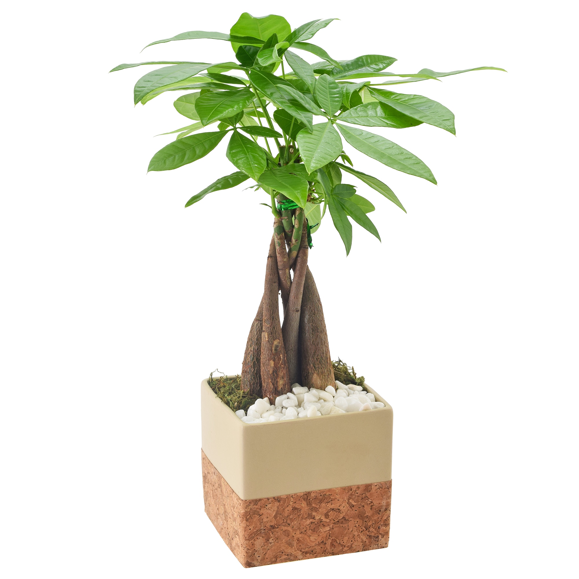 Arcadia Garden Products LV45 Green Money Tree House plant in 4.5 Inch(es) Pot 1.0 -Pack