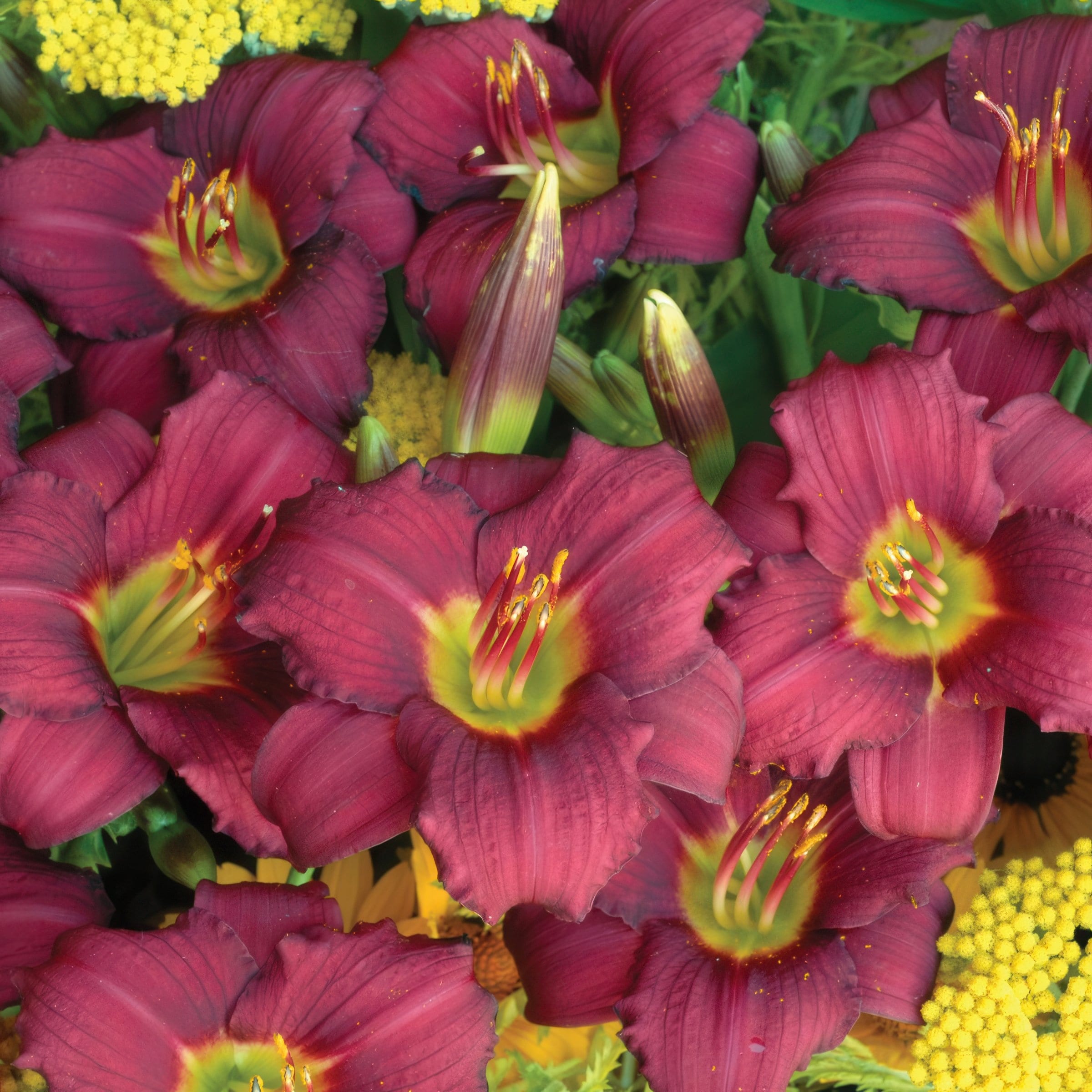 National Plant Network LW1985 perennials - View #4