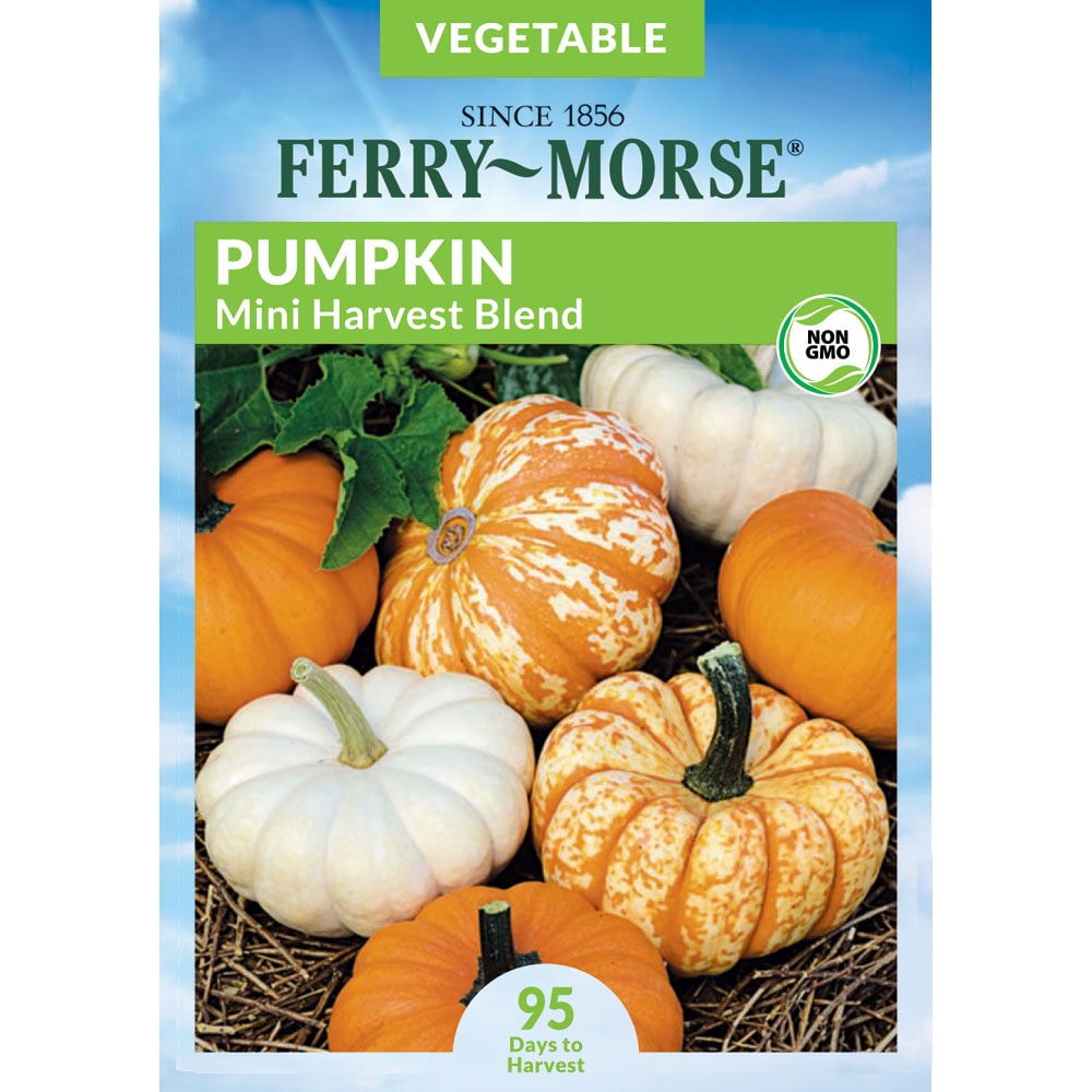 Ferry-Morse 2-Gram Pumpkin Blend Mini Harvest Vegetable (Seed Packet) in  the Vegetable & Herb Seeds department at