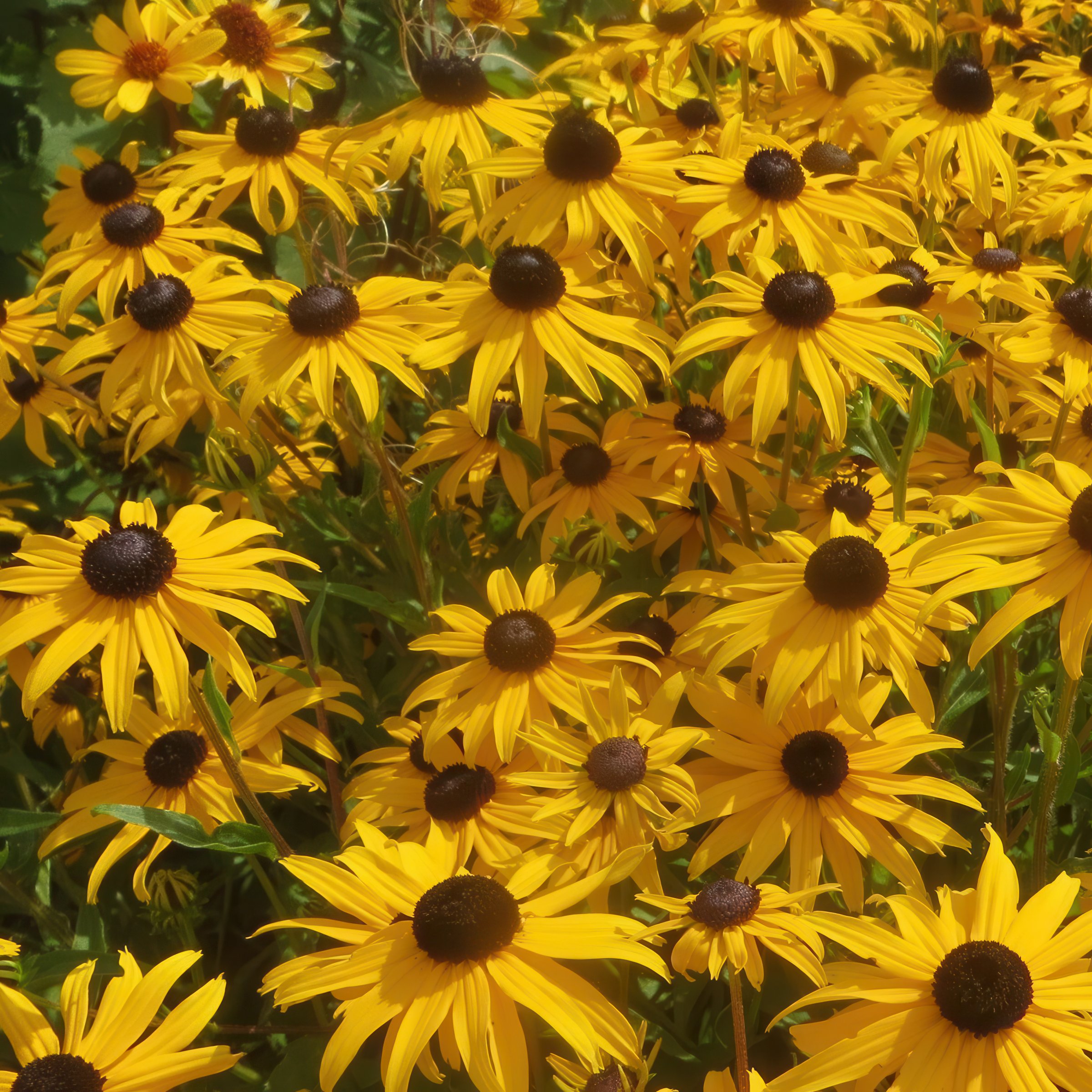 National Plant Network LW1948 perennials - View #8