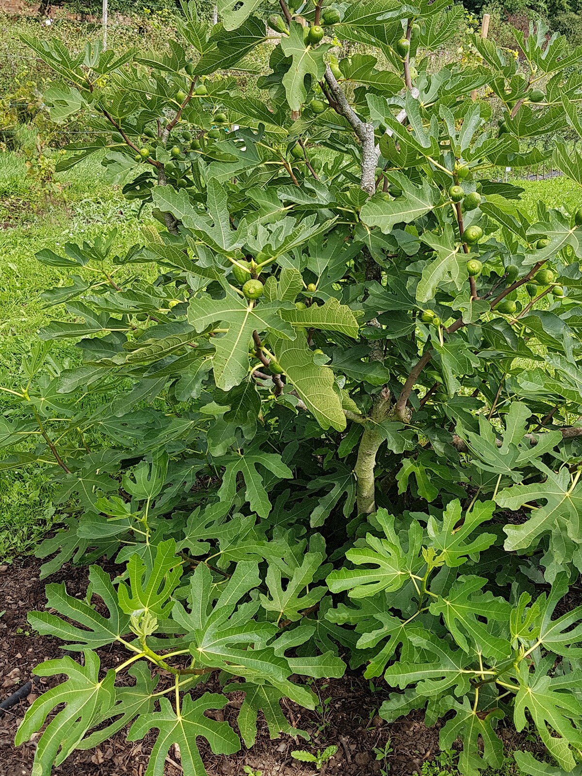 Southern Planters FIGEVE05G trees - View #3