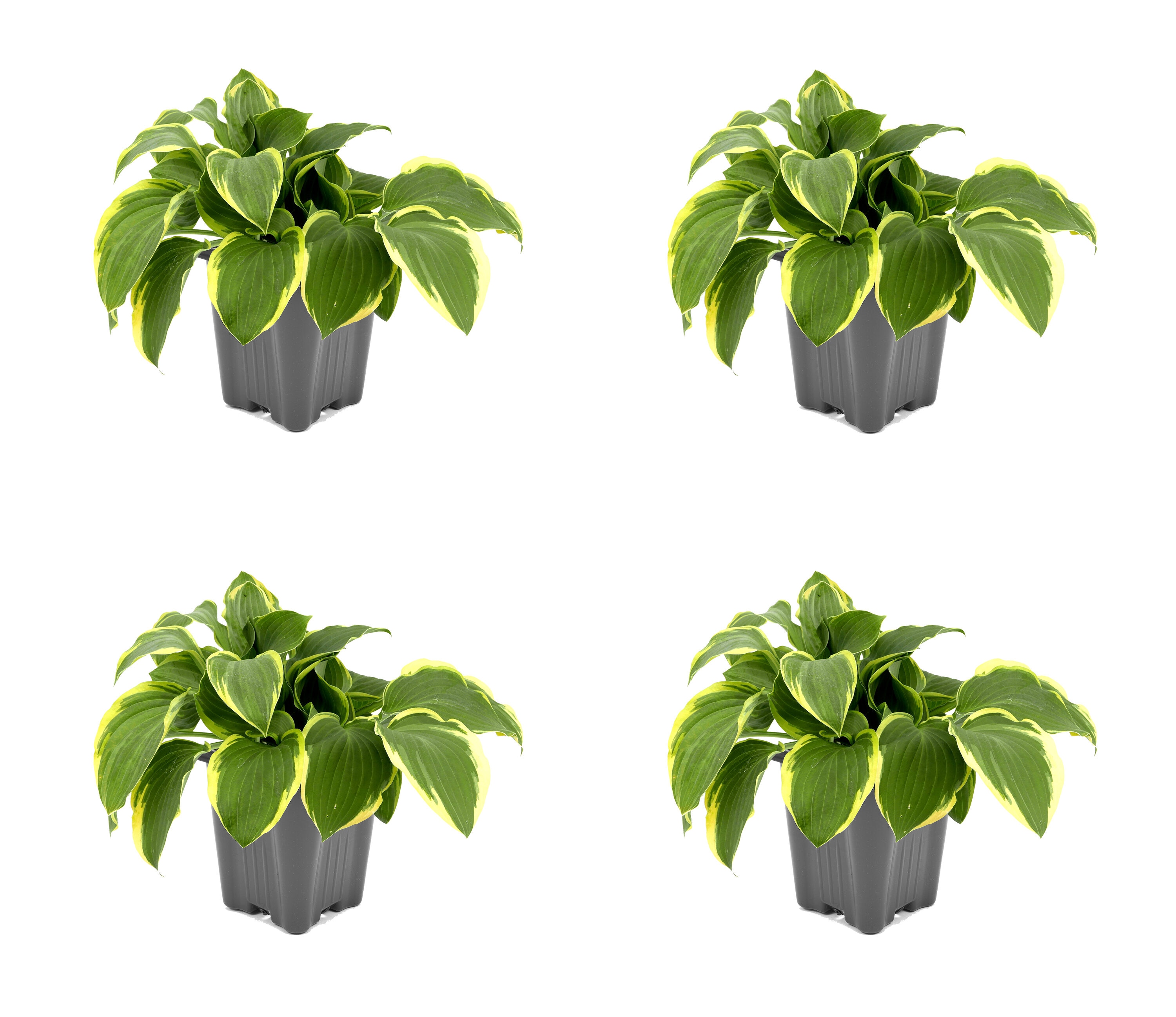  2538 White Hosta Twilight Plant in 1.0 -Quart Pot 4.0 -Pack