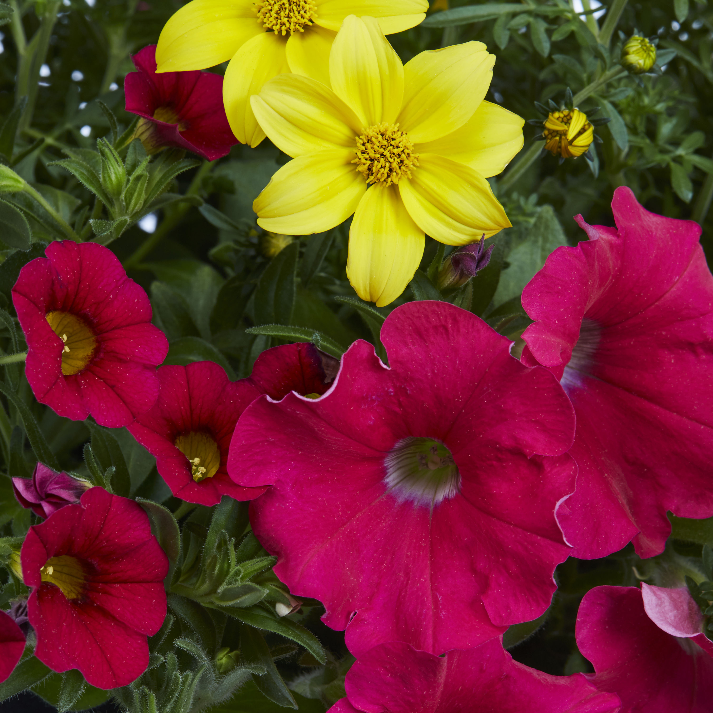 Lowe's Multicolor Trixi Salt Water Taffy Hanging Basket in the Annuals ...