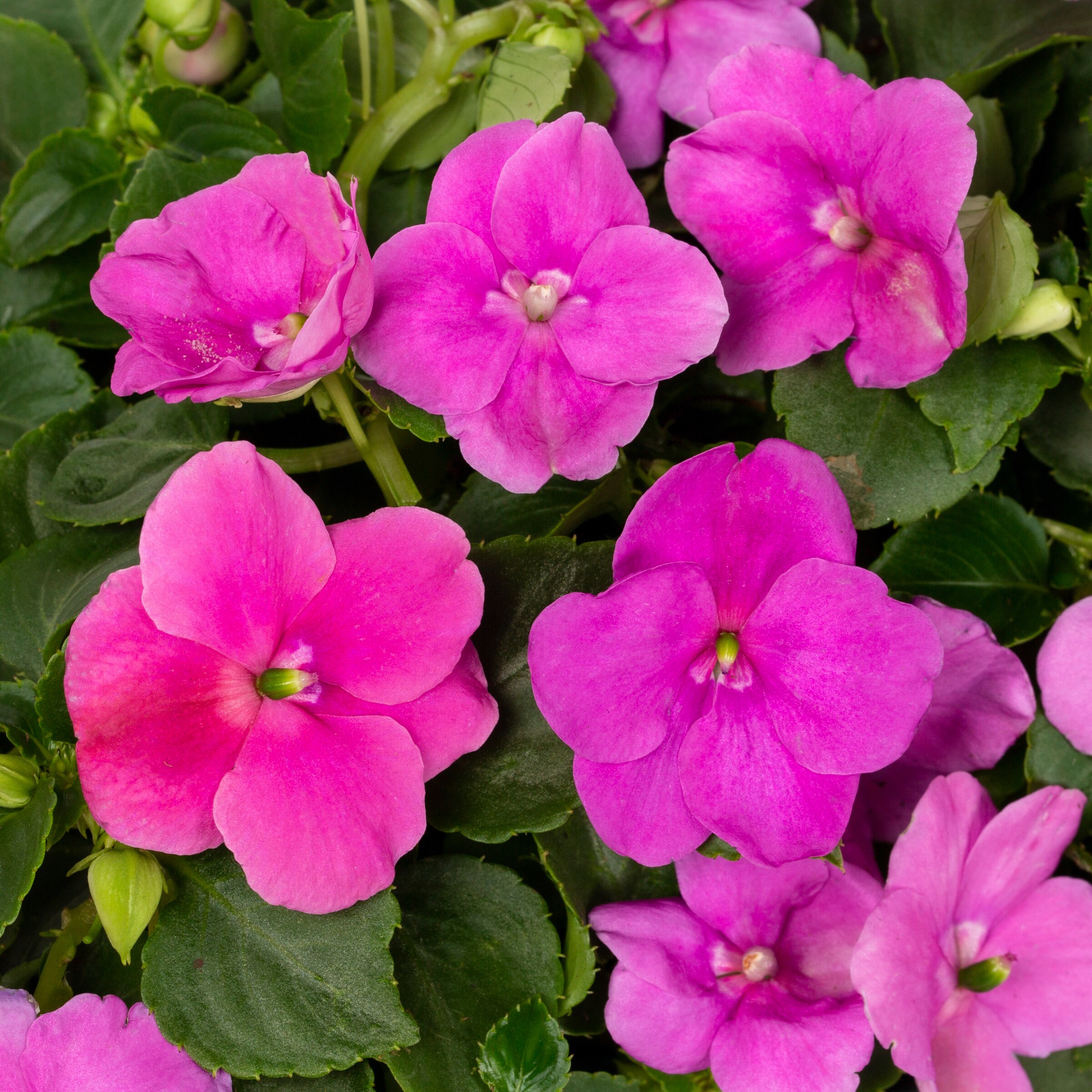 Lowe's Multicolor Impatiens in 1Flat Tray in the Annuals department at