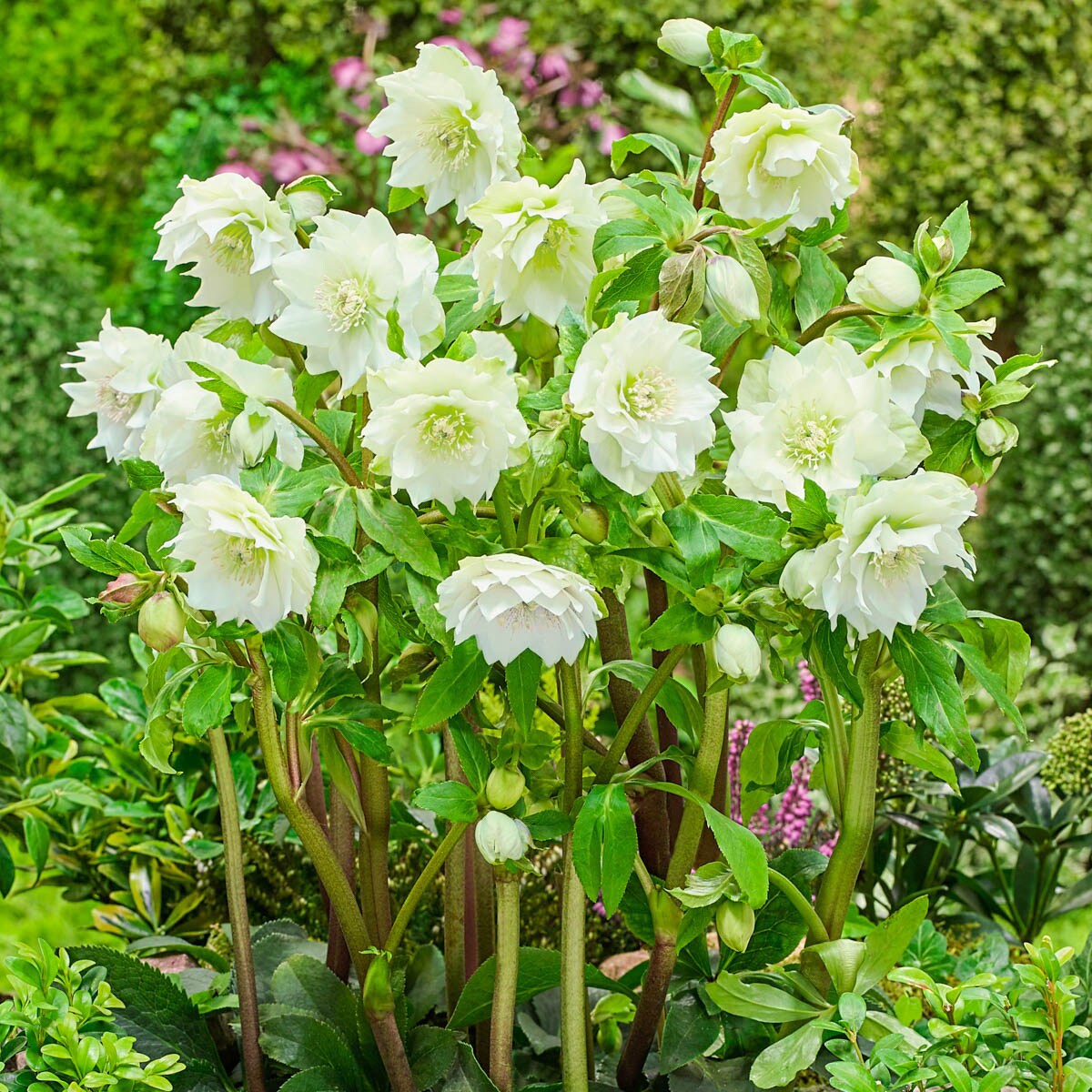 Spring Hill Nurseries 92176 perennials - View #2