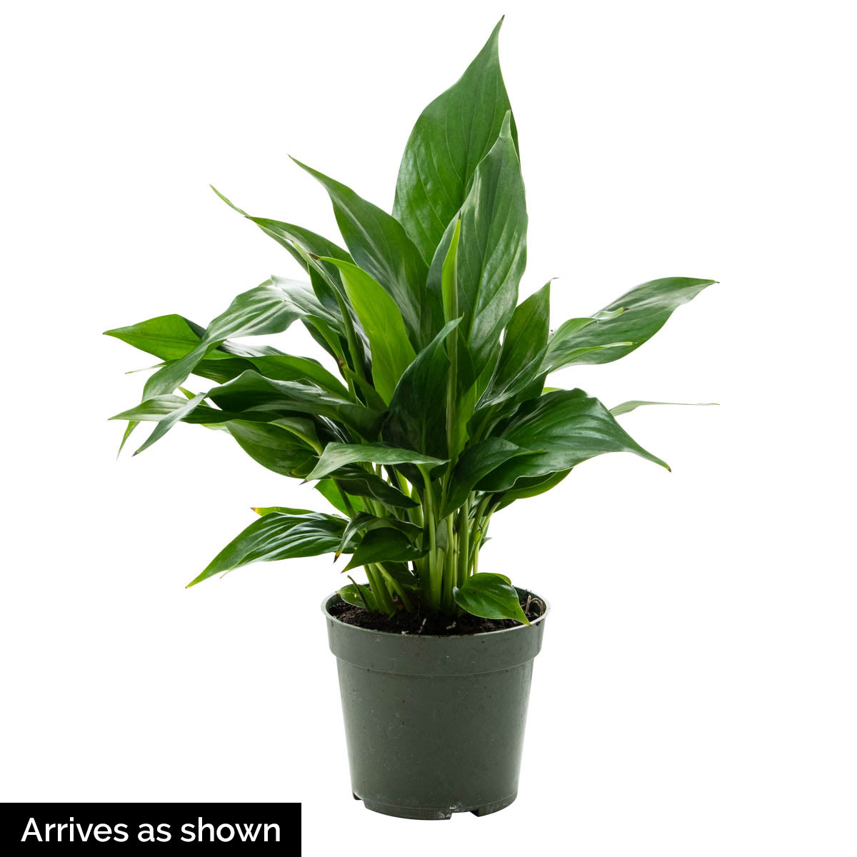 Spring Hill Nurseries 68966 White Flowering High Five Peace Lily Tropical Houseplant House Plant in 4-in Pot