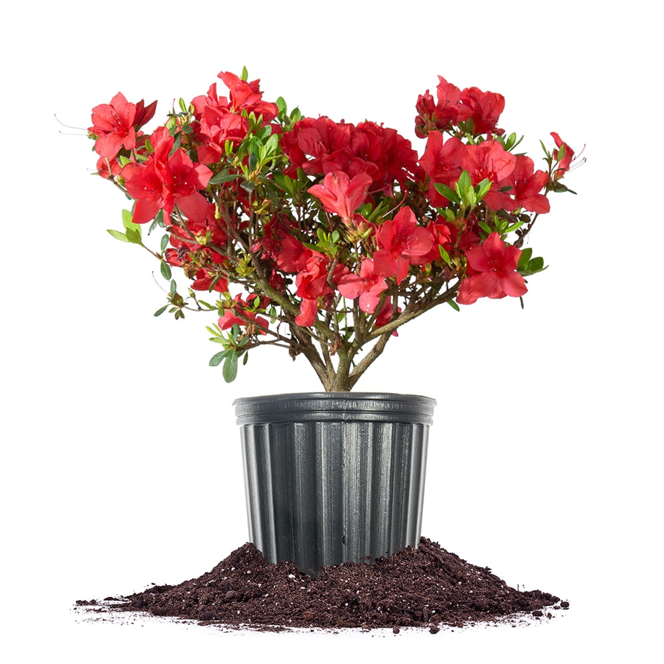 Perfect Plants LOREDRUFFLEAZALEA1G Red Ruffle Azalea Flowering Shrub in 1 -Gallon Pot with Red Blooms
