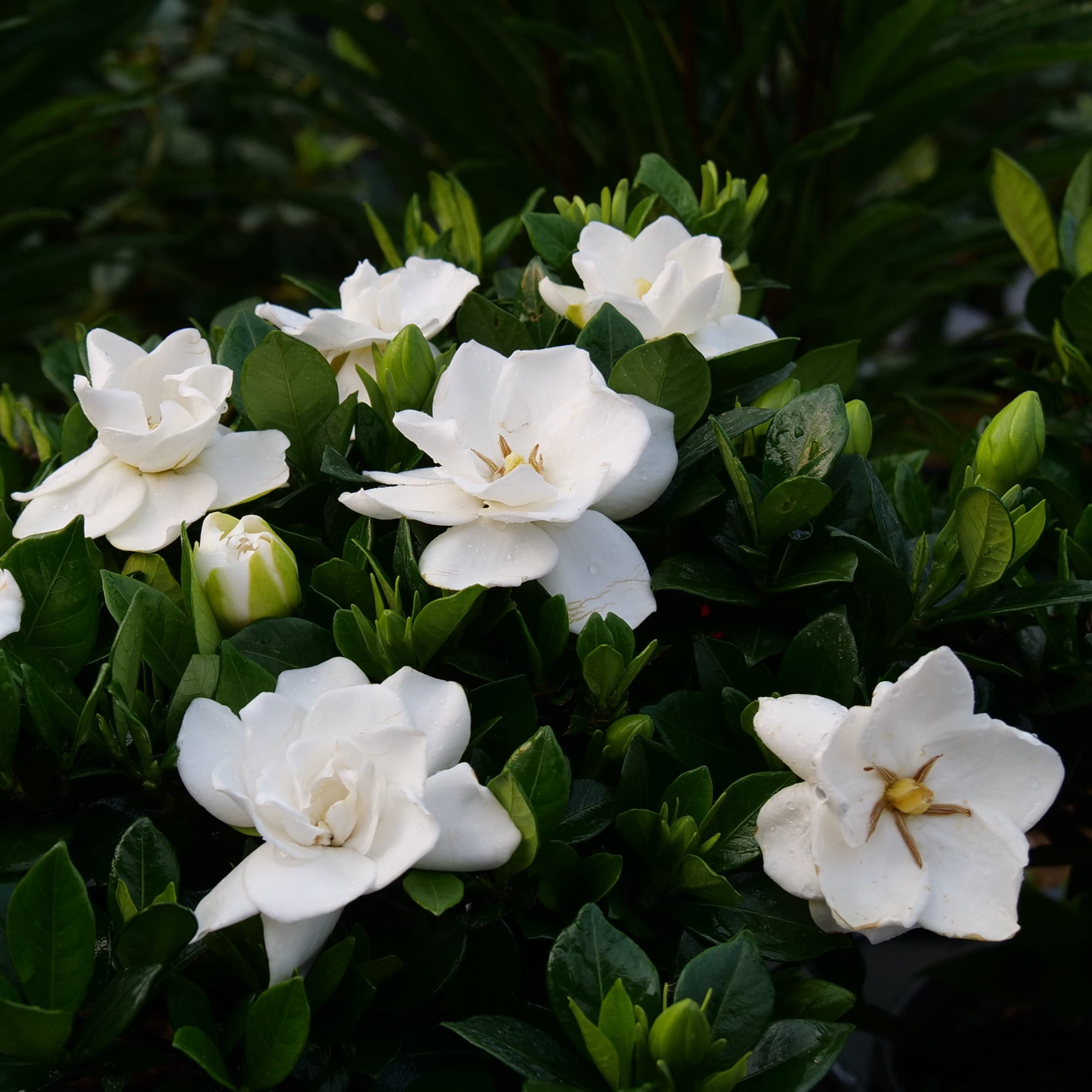 Proven Winners GARPRC1007800 Steady as She Goes (Gardenia) Flowering Shrub in 1 -Quart Pot 1.0 -Pack with White Blooms