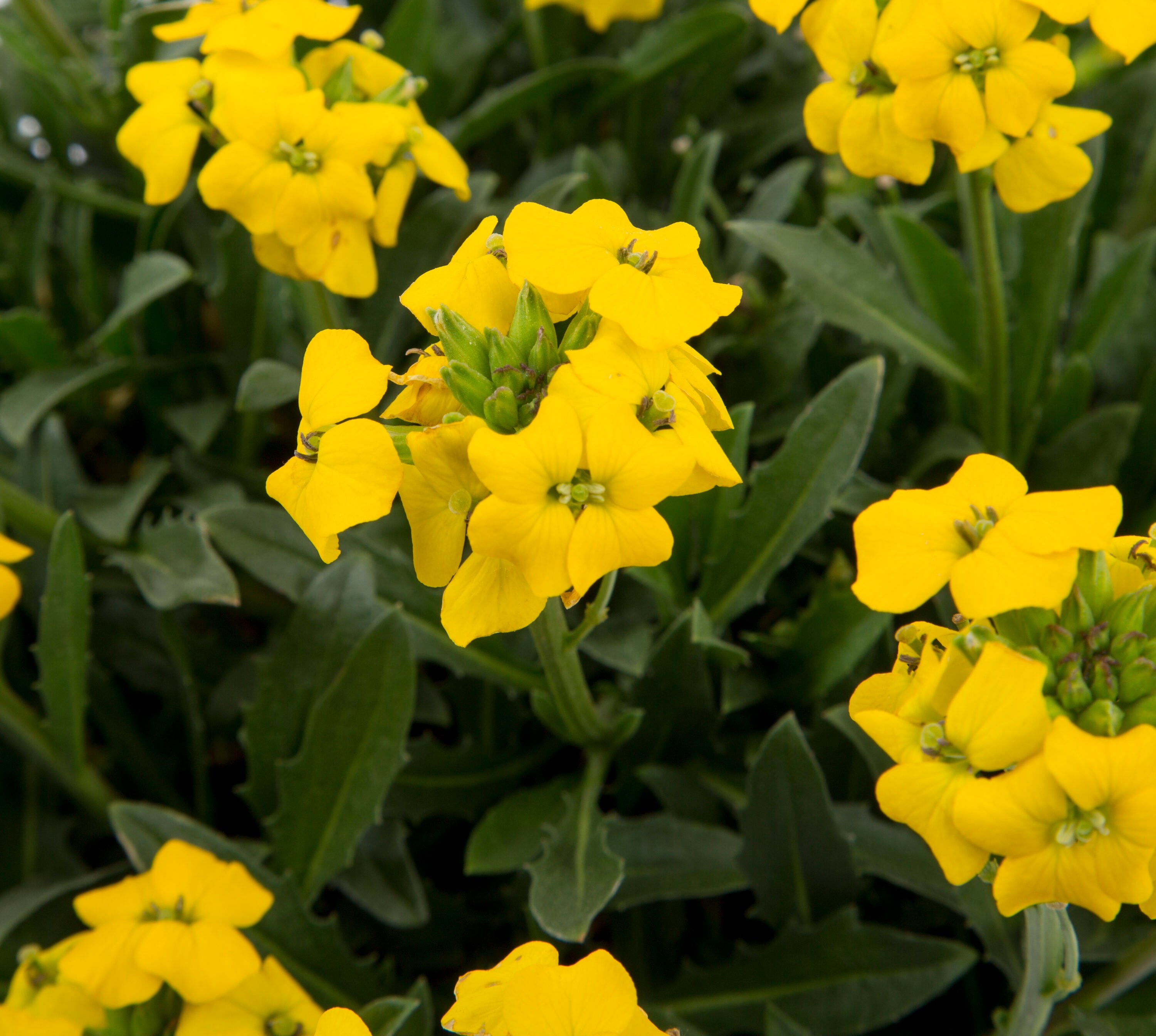 Lowe's 131677 perennials - View #2