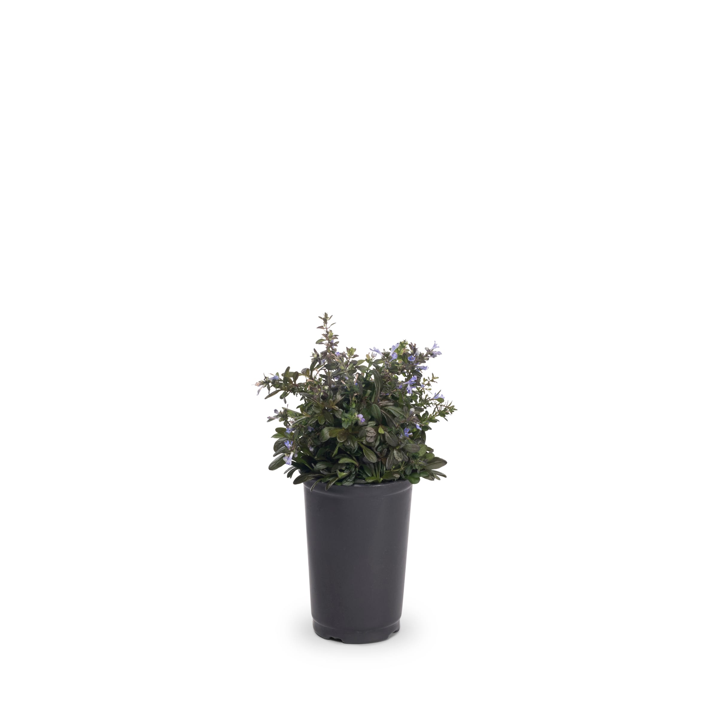 Lowe's NURSERY 1.5 Pint(s) 1 -Pack Carpet Bugleweed in Pot