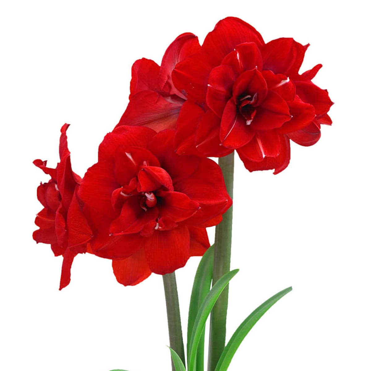 Breck's Double King Dormant Amaryllis Plants, Bulbs & Seeds At Lowes.com