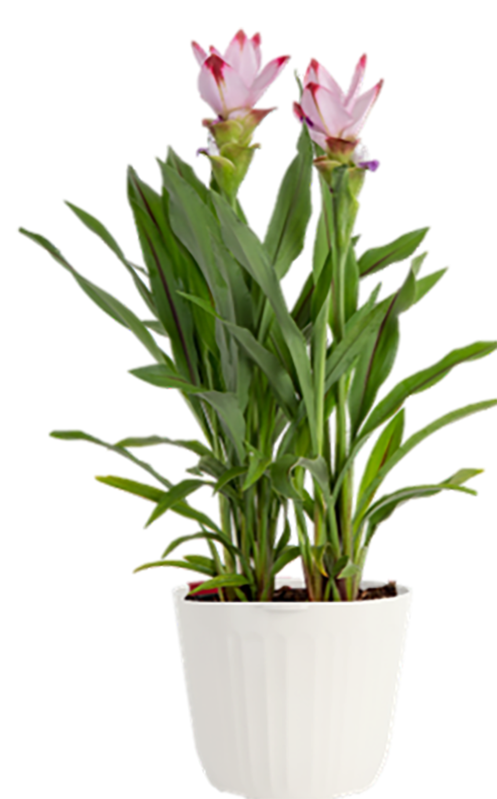Lowe's 5337708 Curcuma Flowering Shrub in 3 -Quart Pot 1 -Pack with Multicolor Blooms
