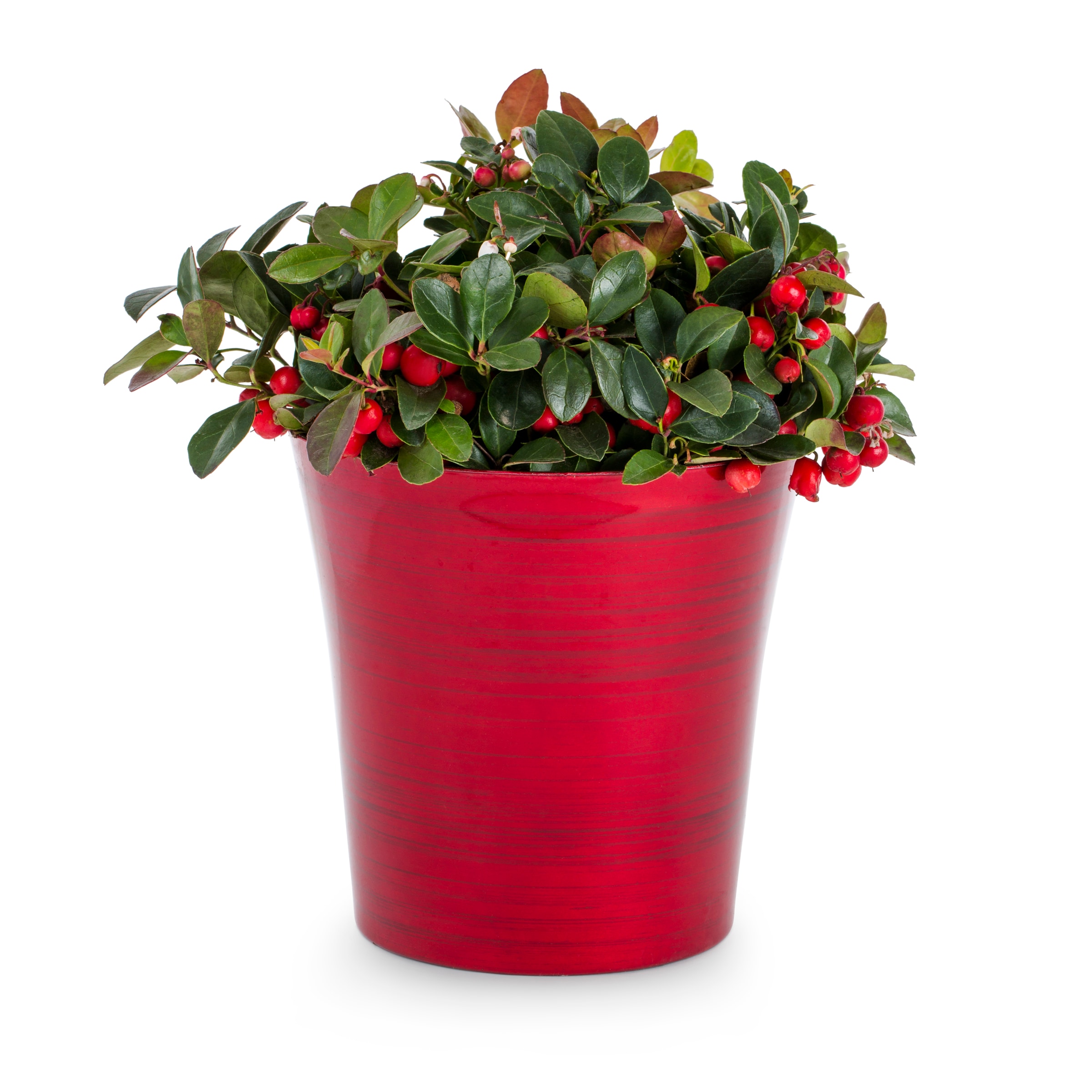 Holiday Living 153313 Creeping Wintergreen Foundation/Hedge Shrub in 2.9 -Quart Planter 1.0 -Pack with White Blooms