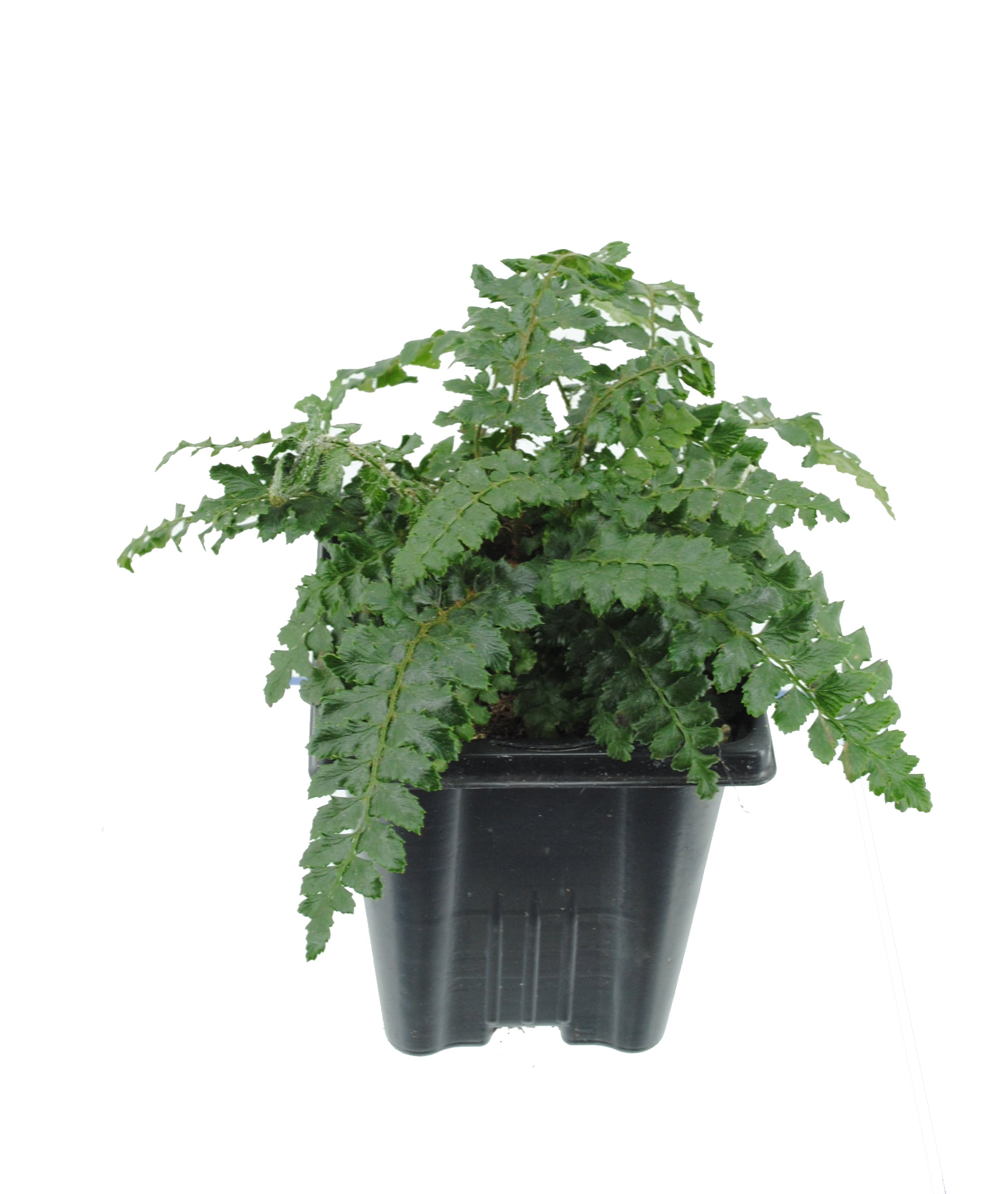 Artificial Vines Maidenhair Fern 55 Long