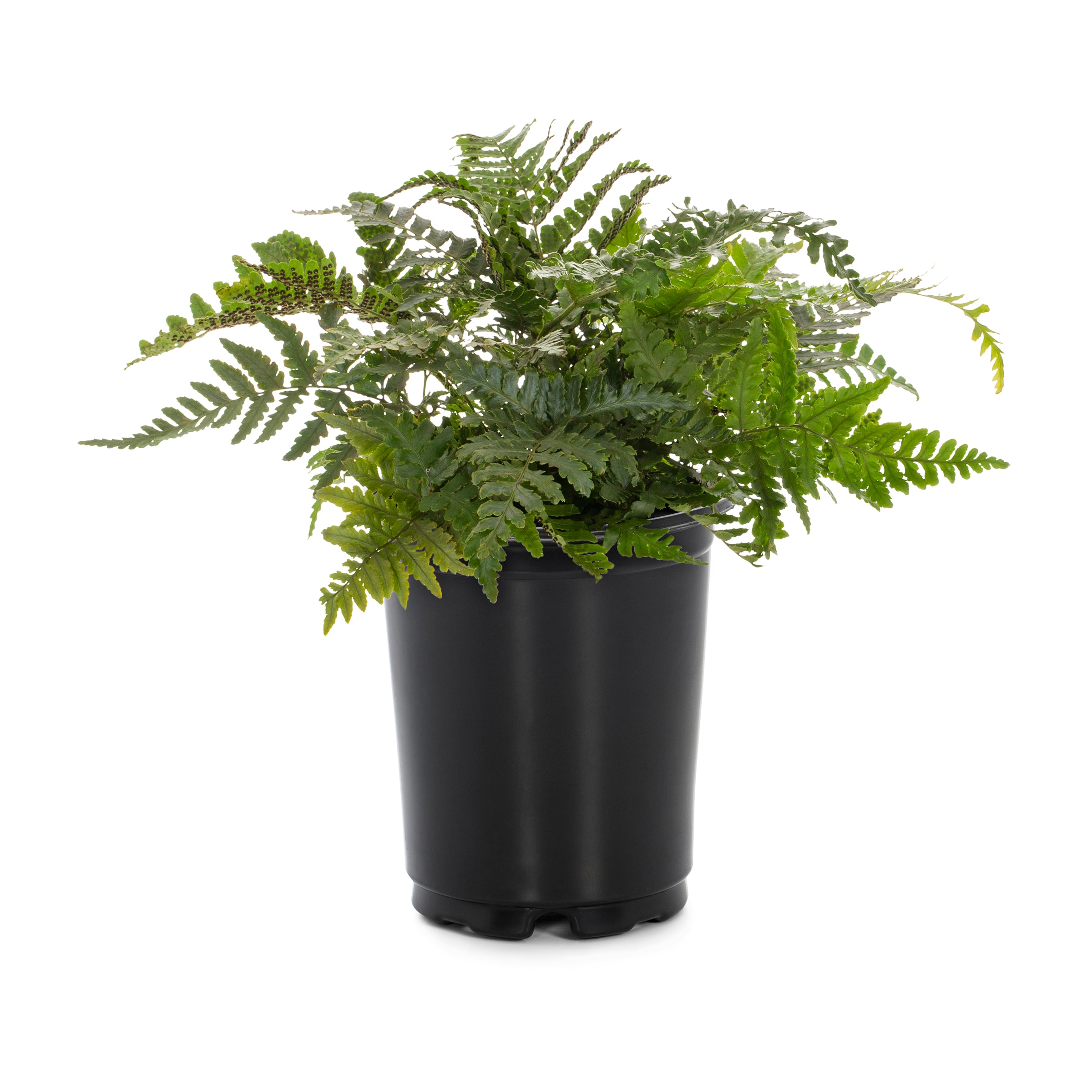 Pot Lady Fern Plants, Bulbs & Seeds at Lowes.com