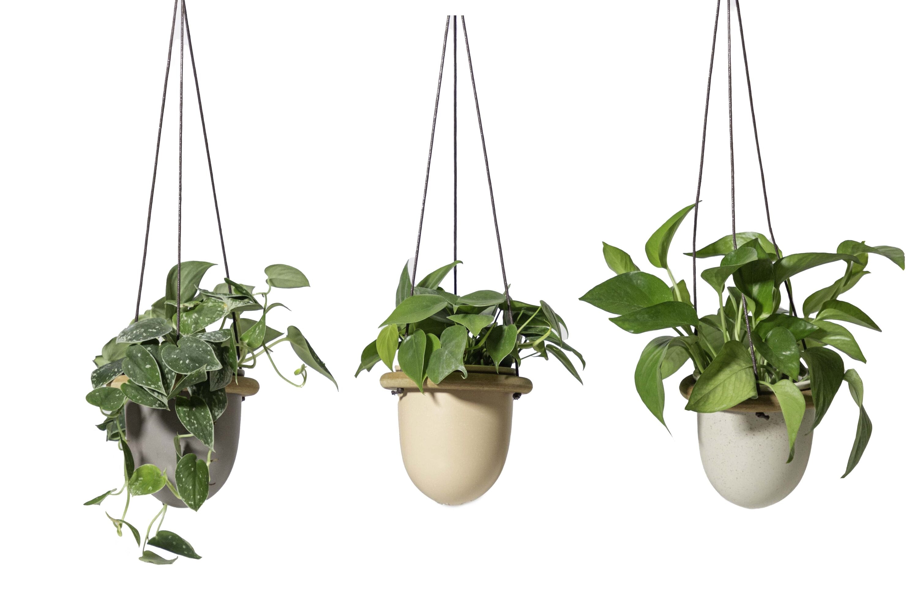 LiveTrends ASB05791 HOST House plant in 12 Ounce(s) Pot 1 -Pack